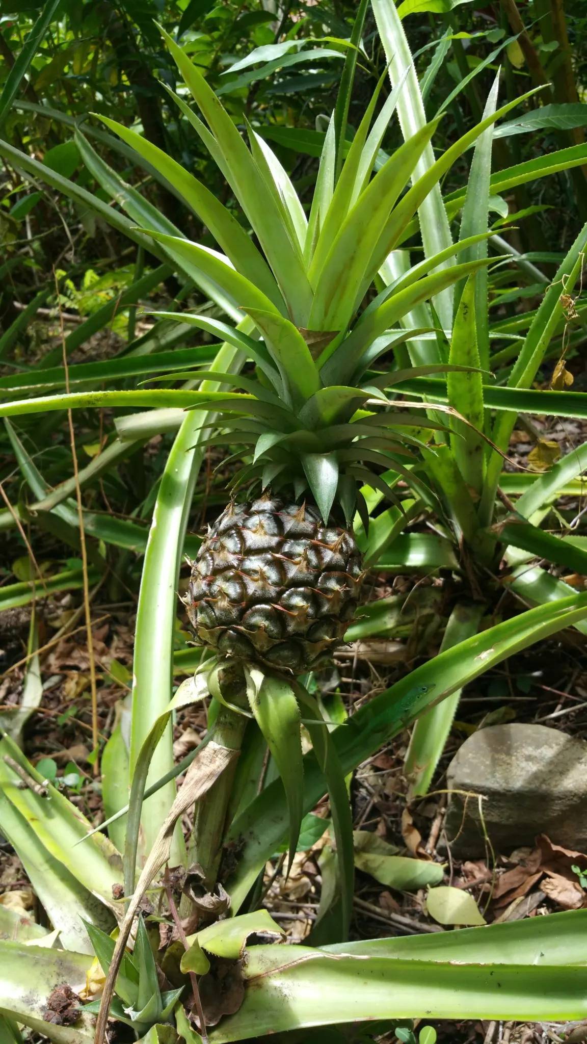 Jardin créole