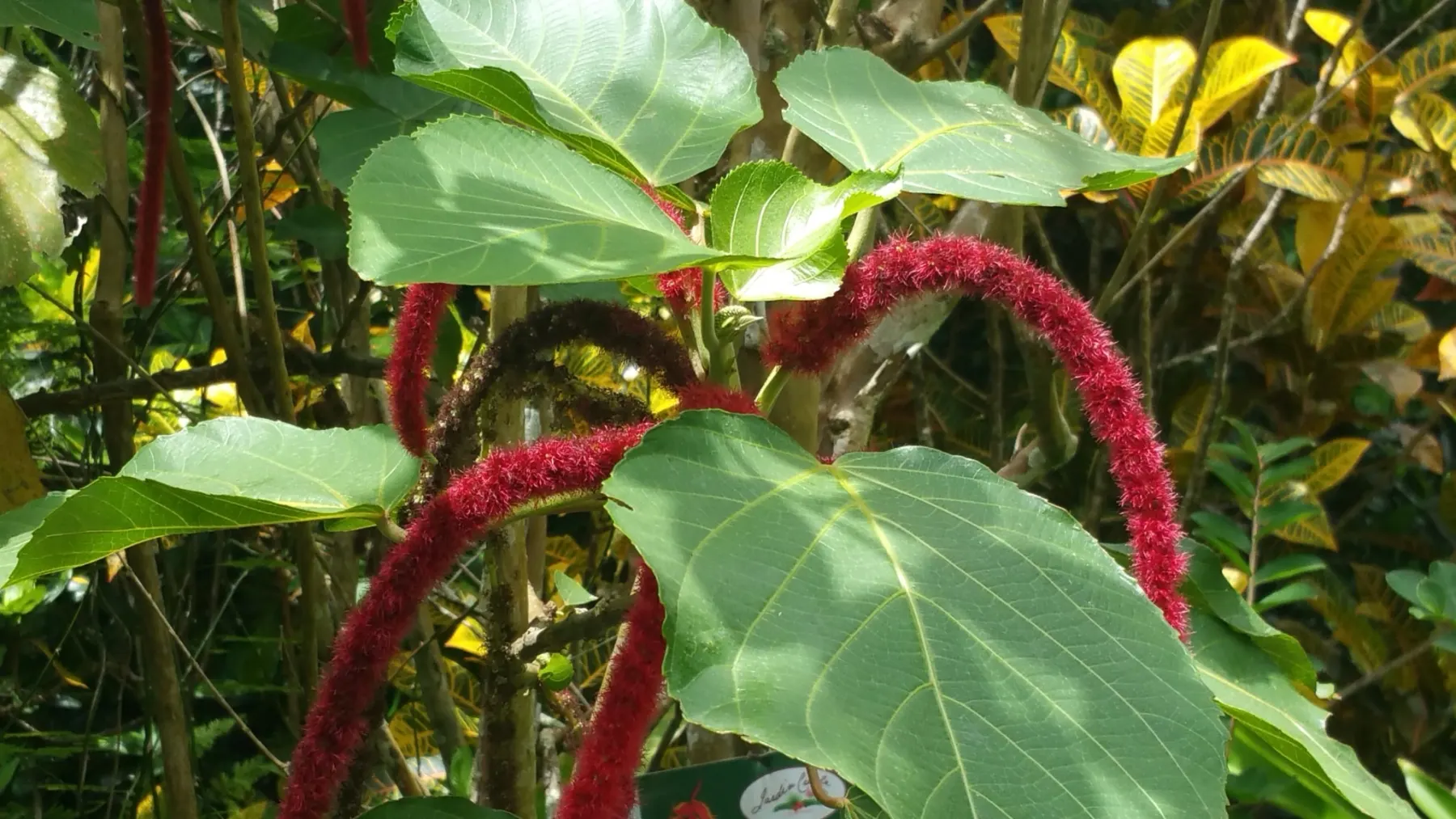 Jardin créole