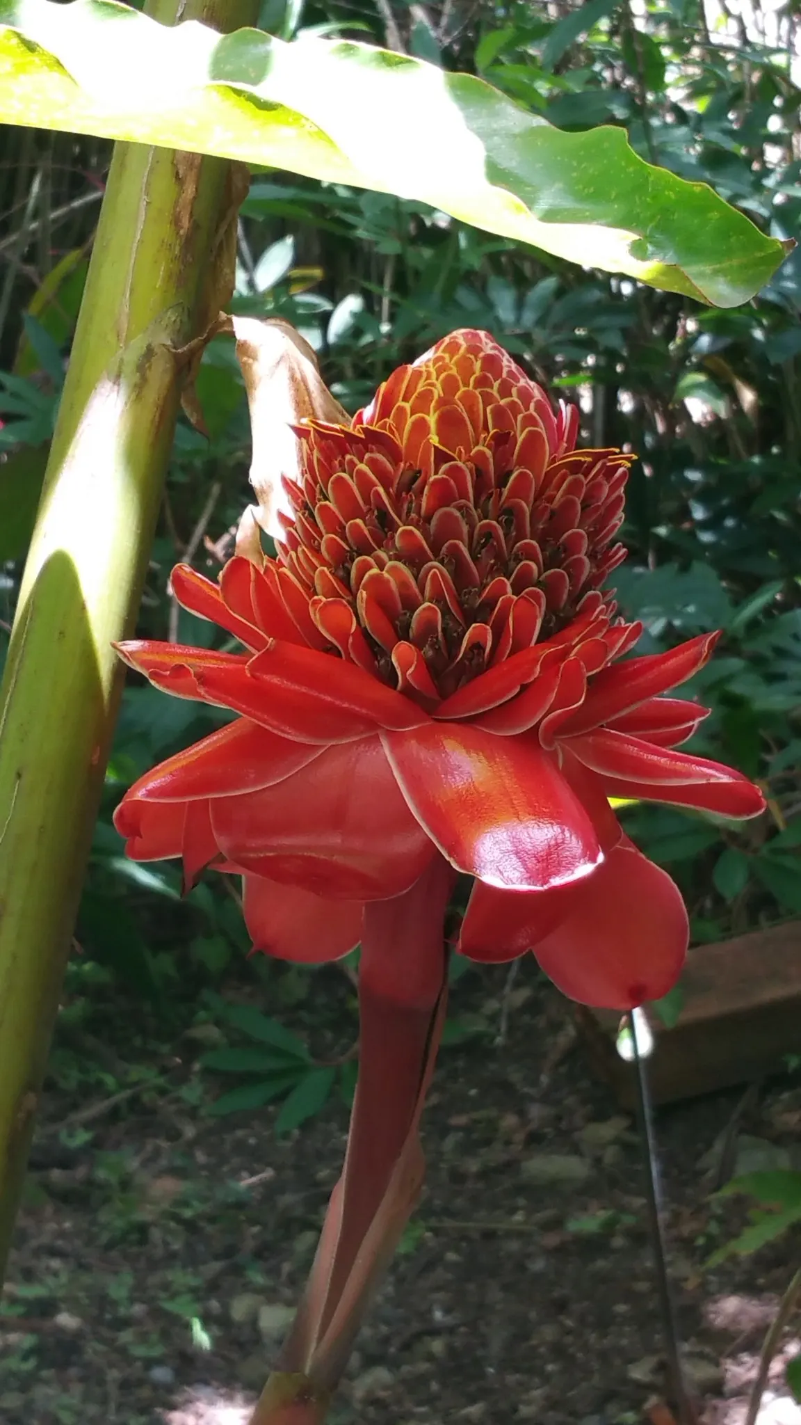 Jardin créole
