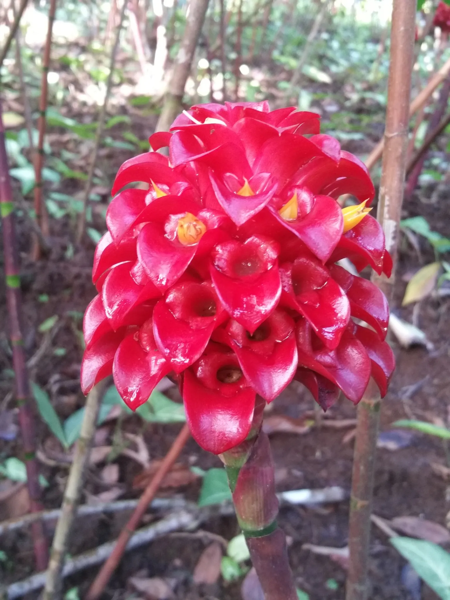 jardin balata