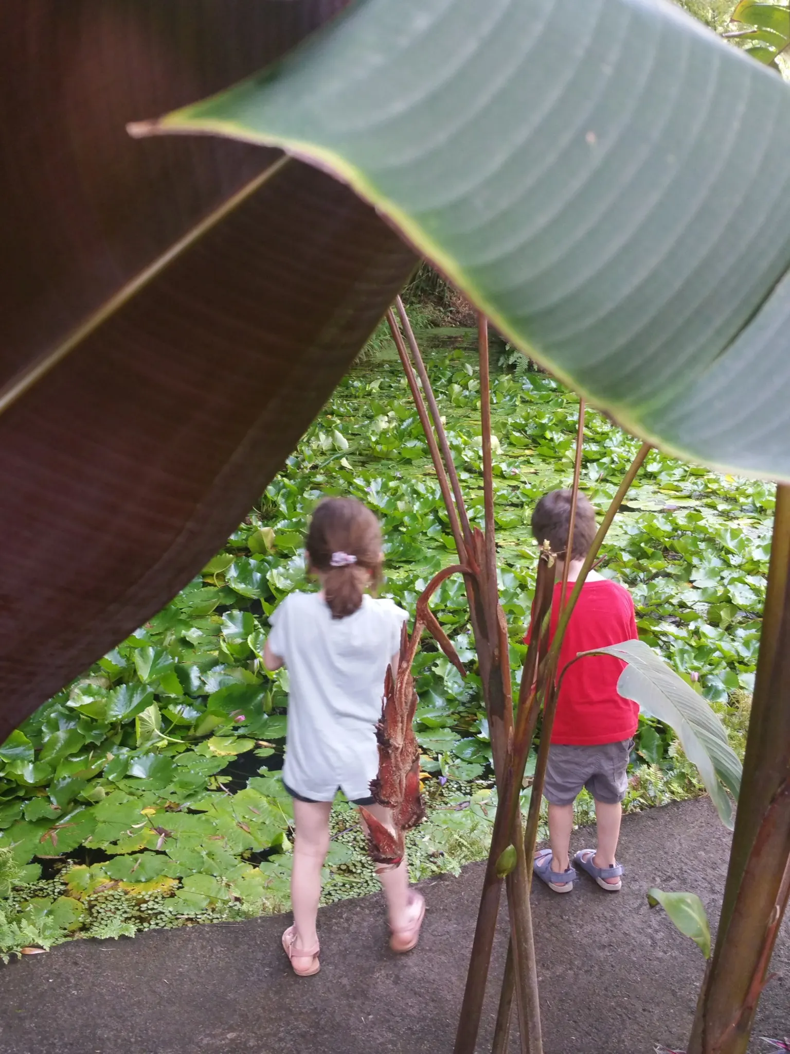 jardin balata