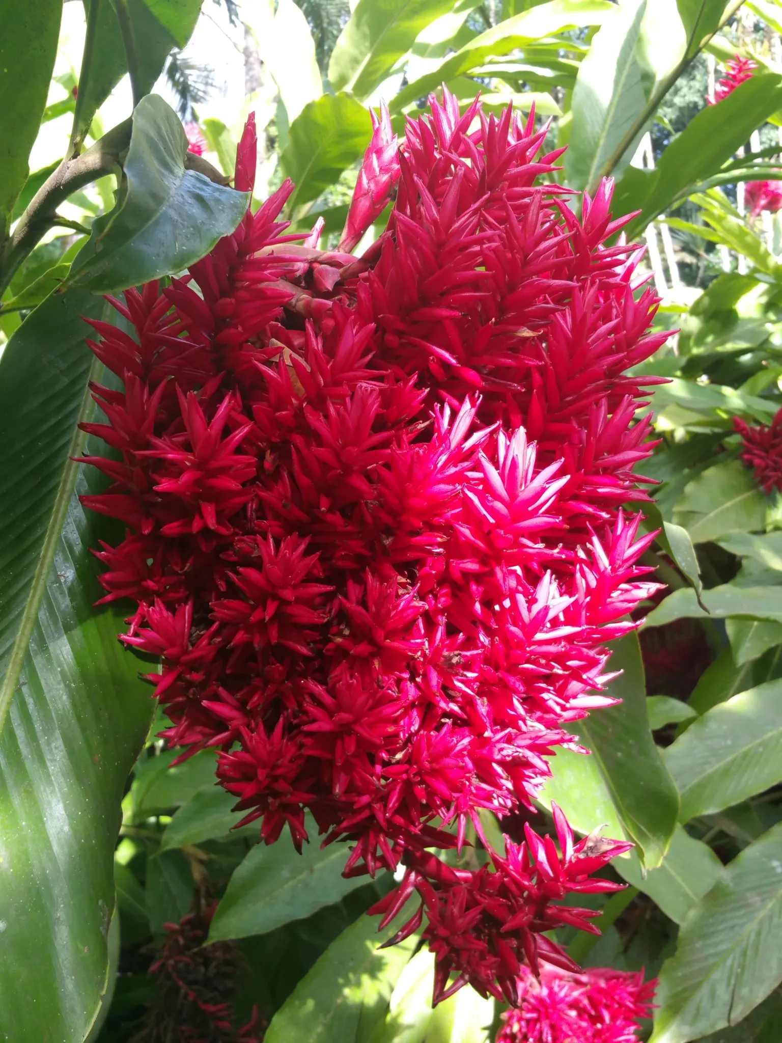 jardin balata