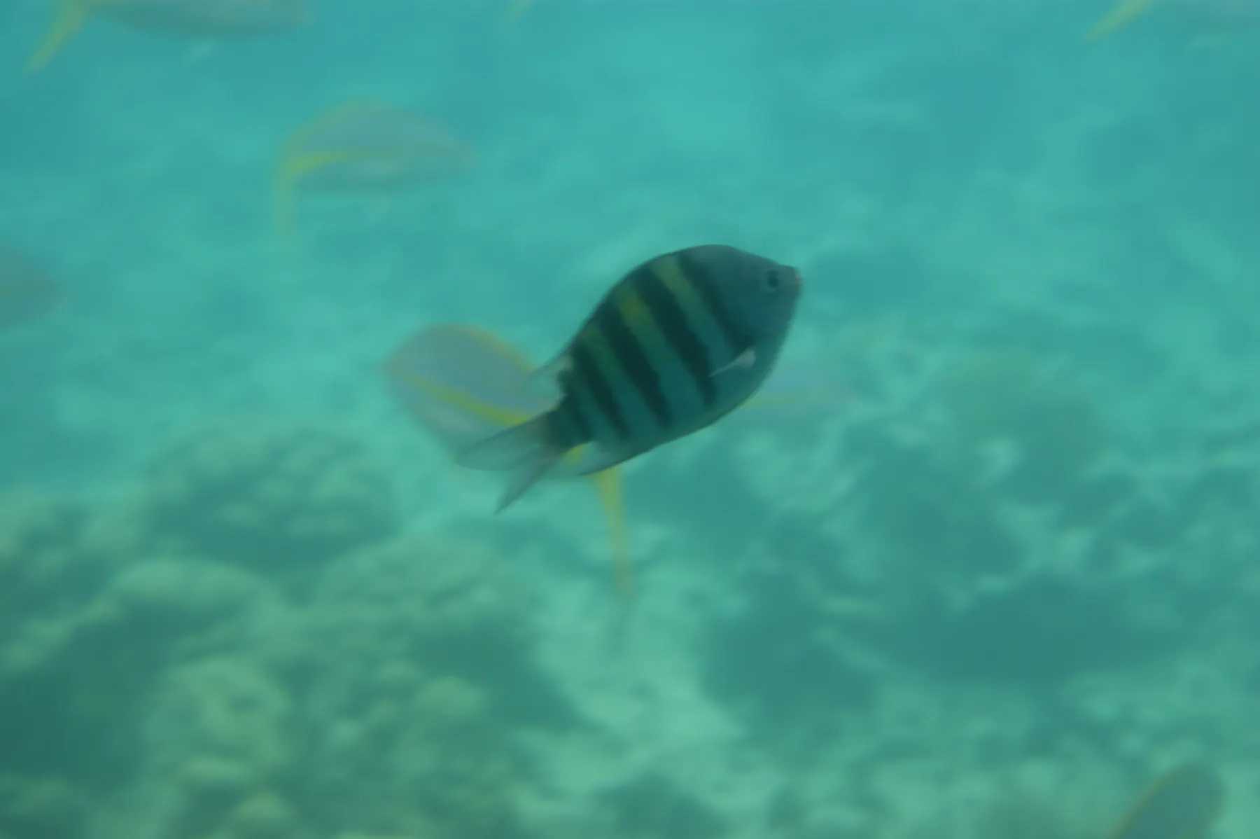 Aquabulle
