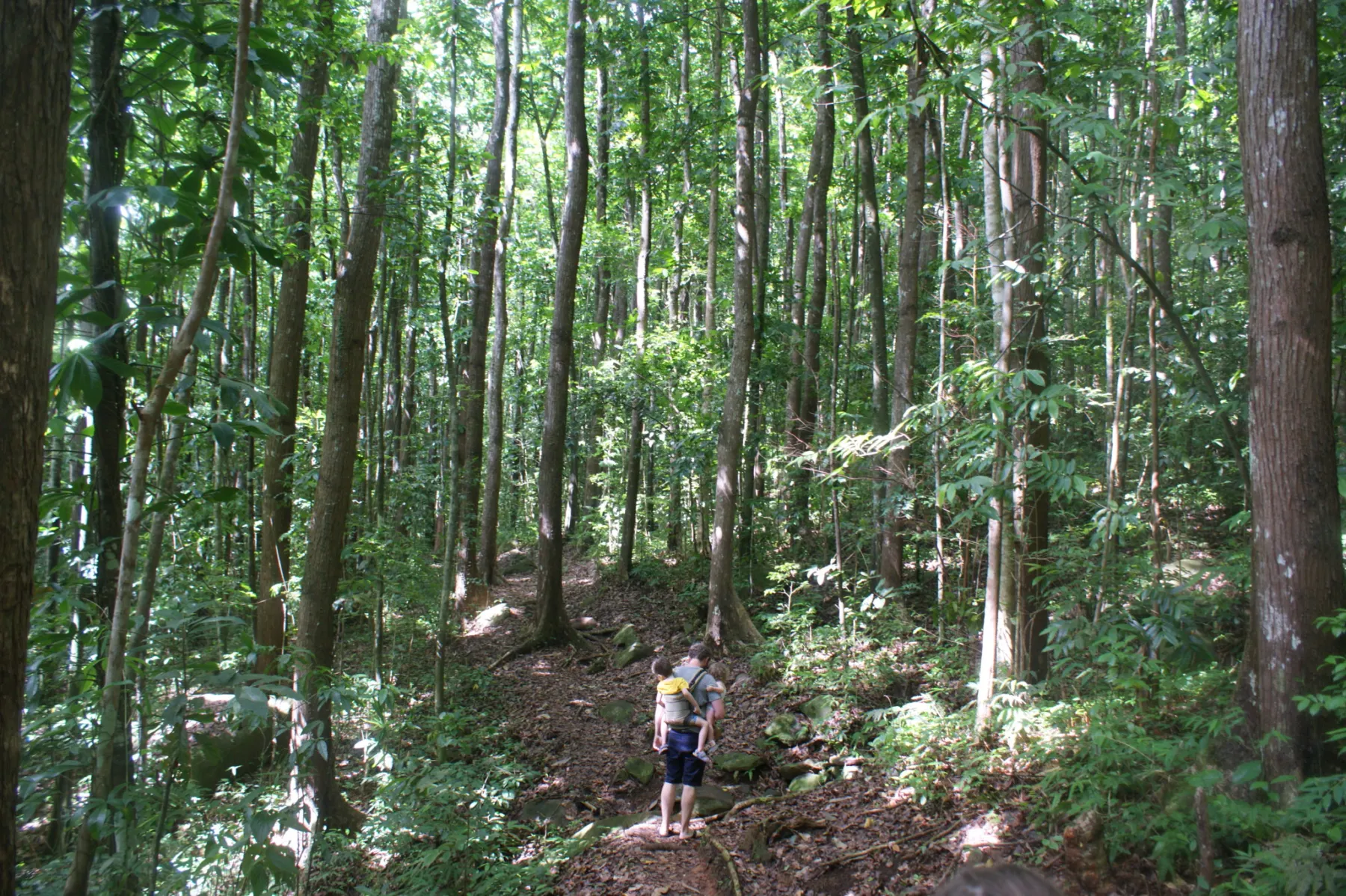 forêt montravail
