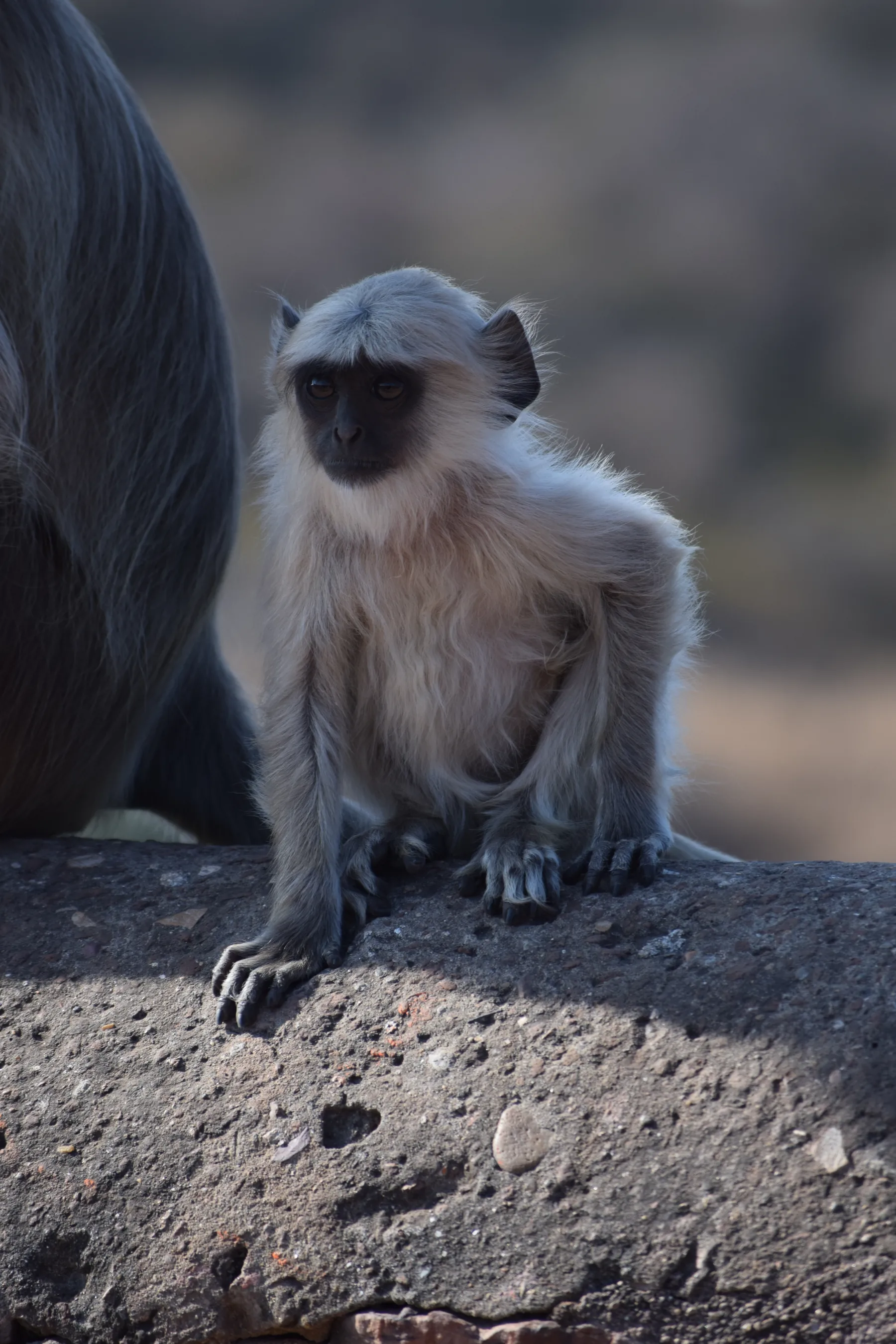 Ranthambore
