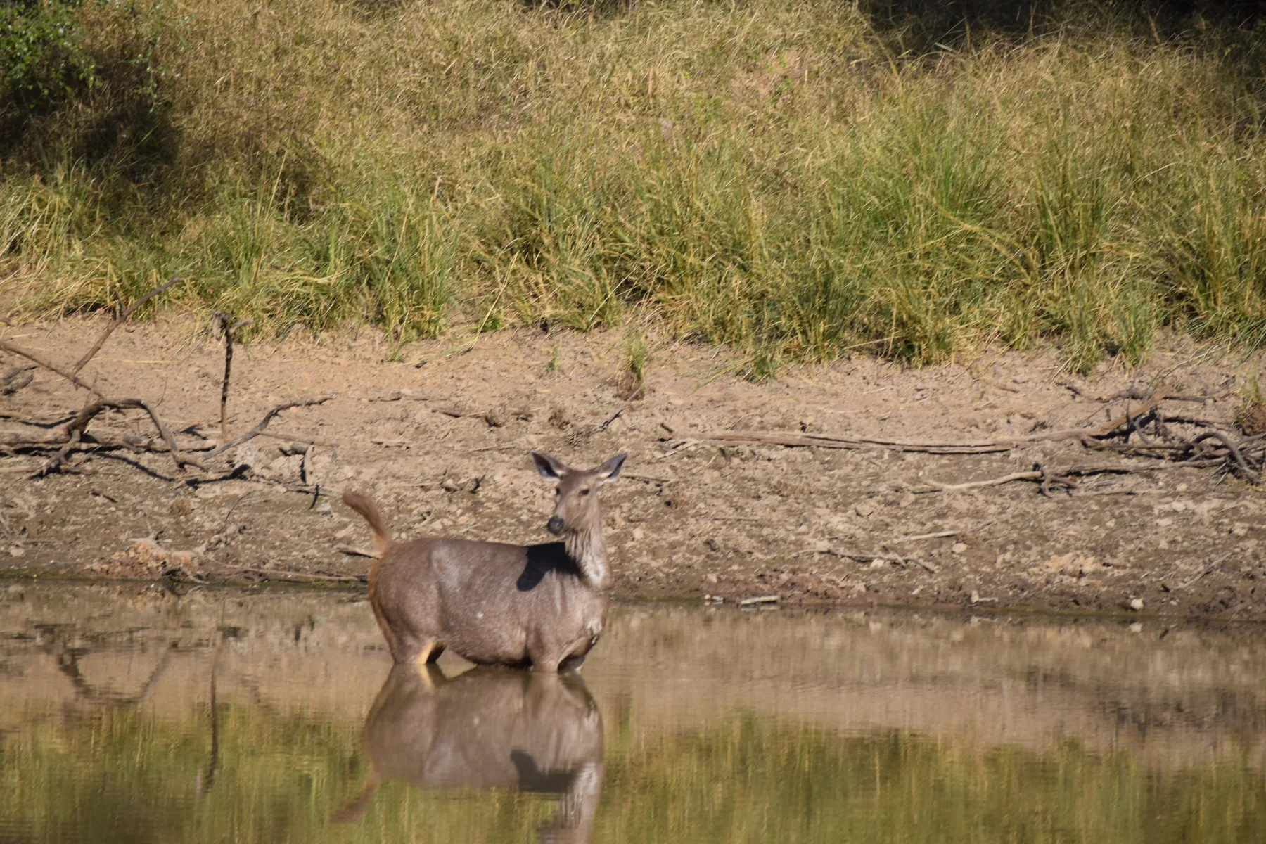 Ranthambore