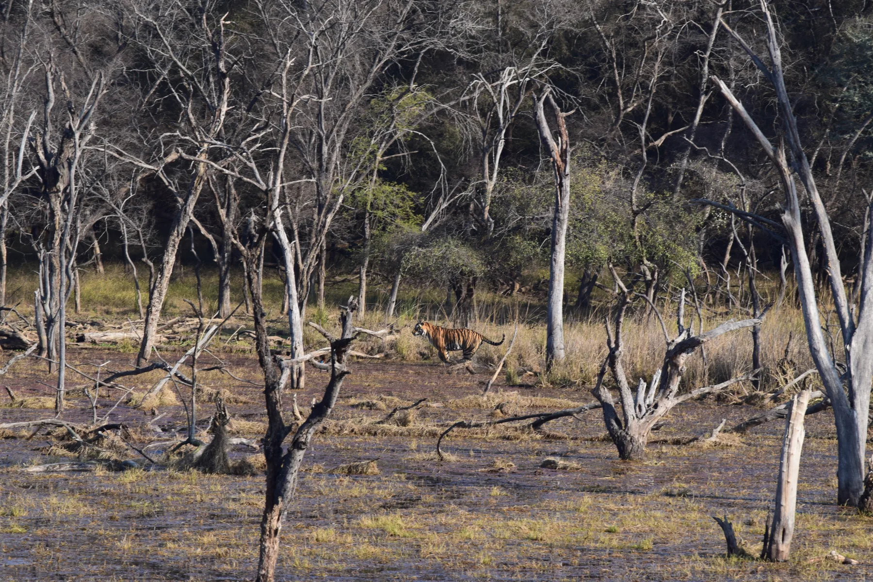Ranthambore