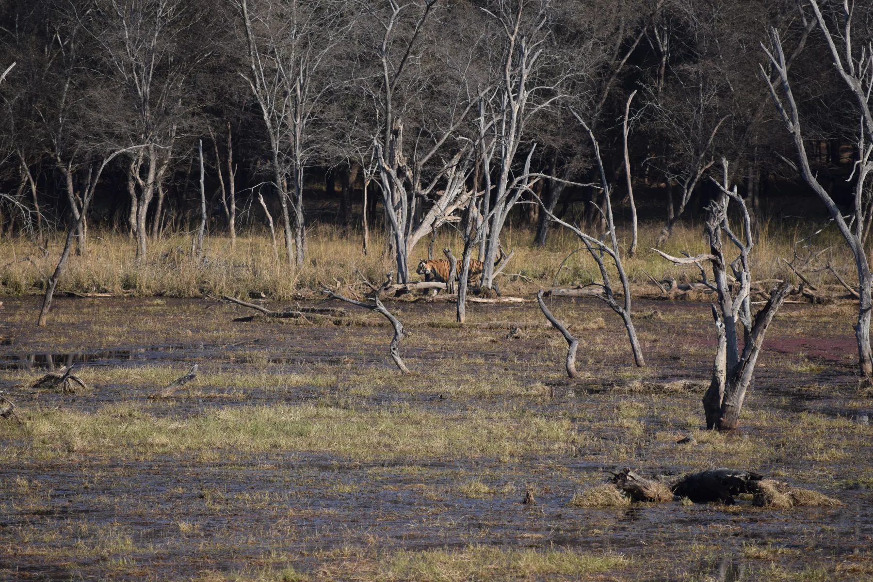 Ranthambore
