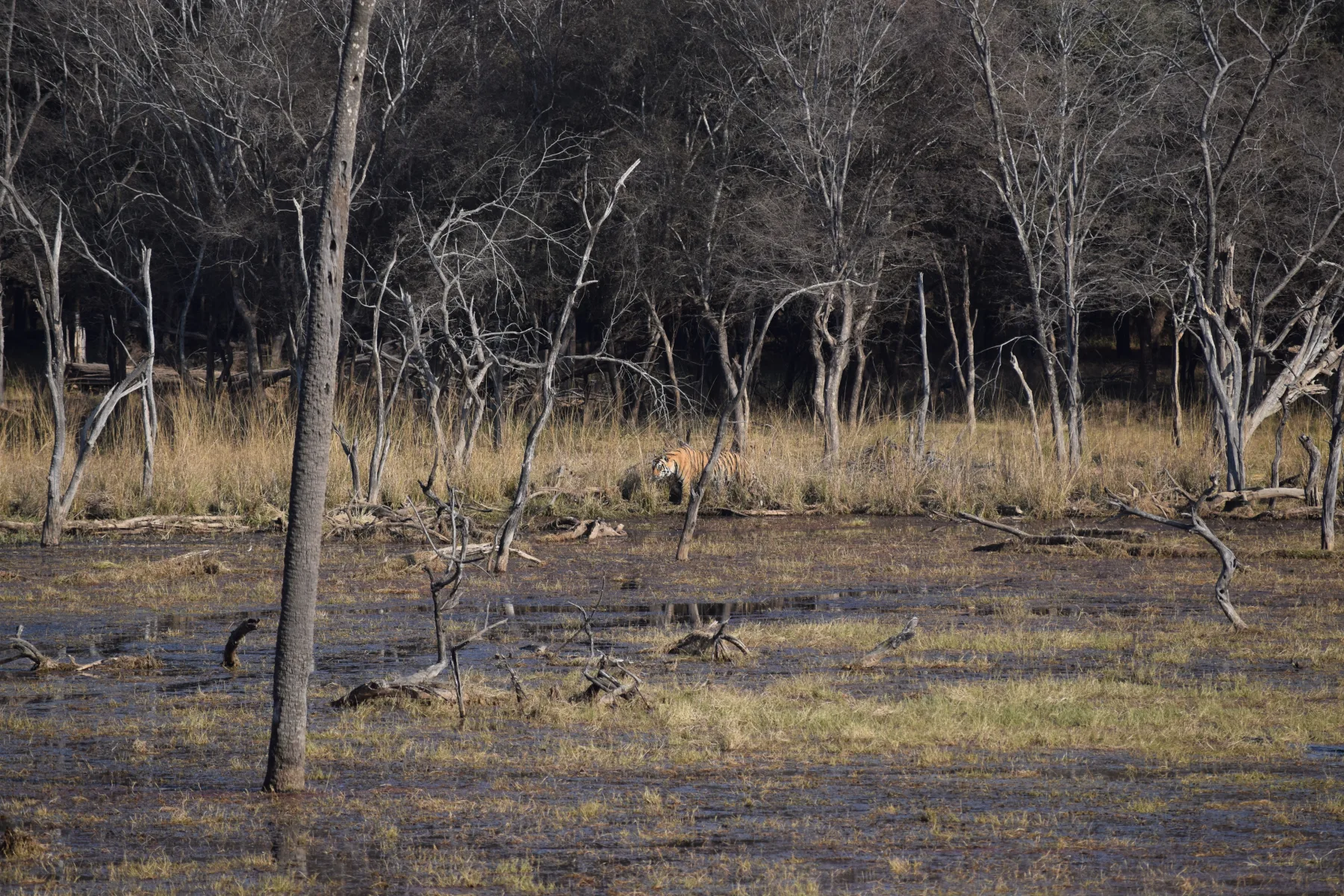 Ranthambore