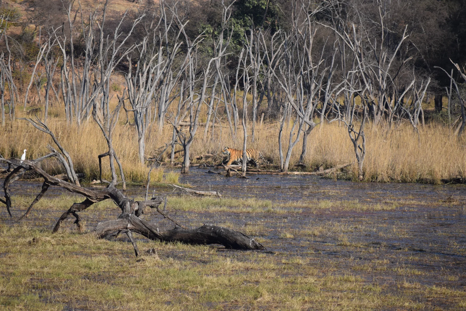 Ranthambore