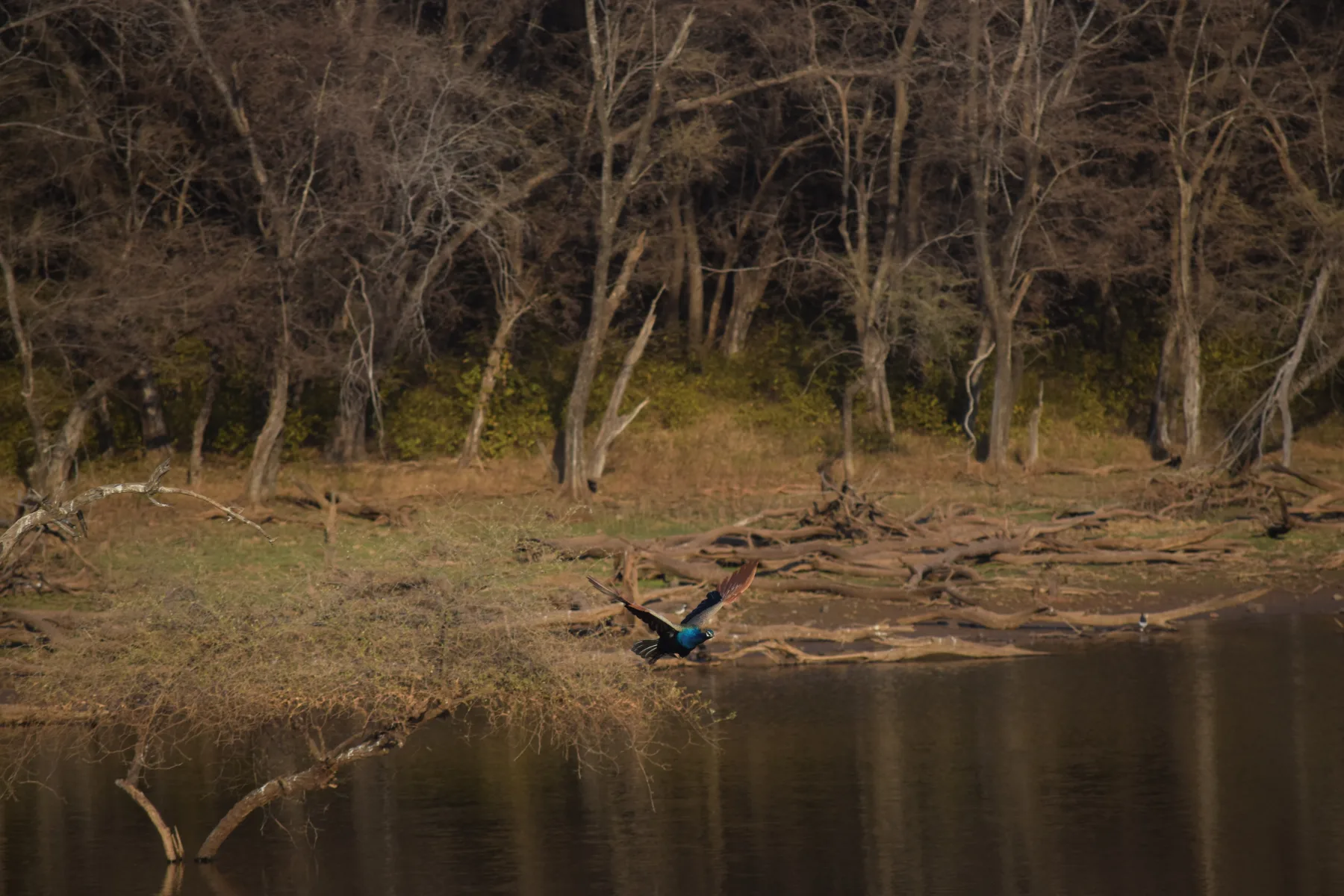 Ranthambore