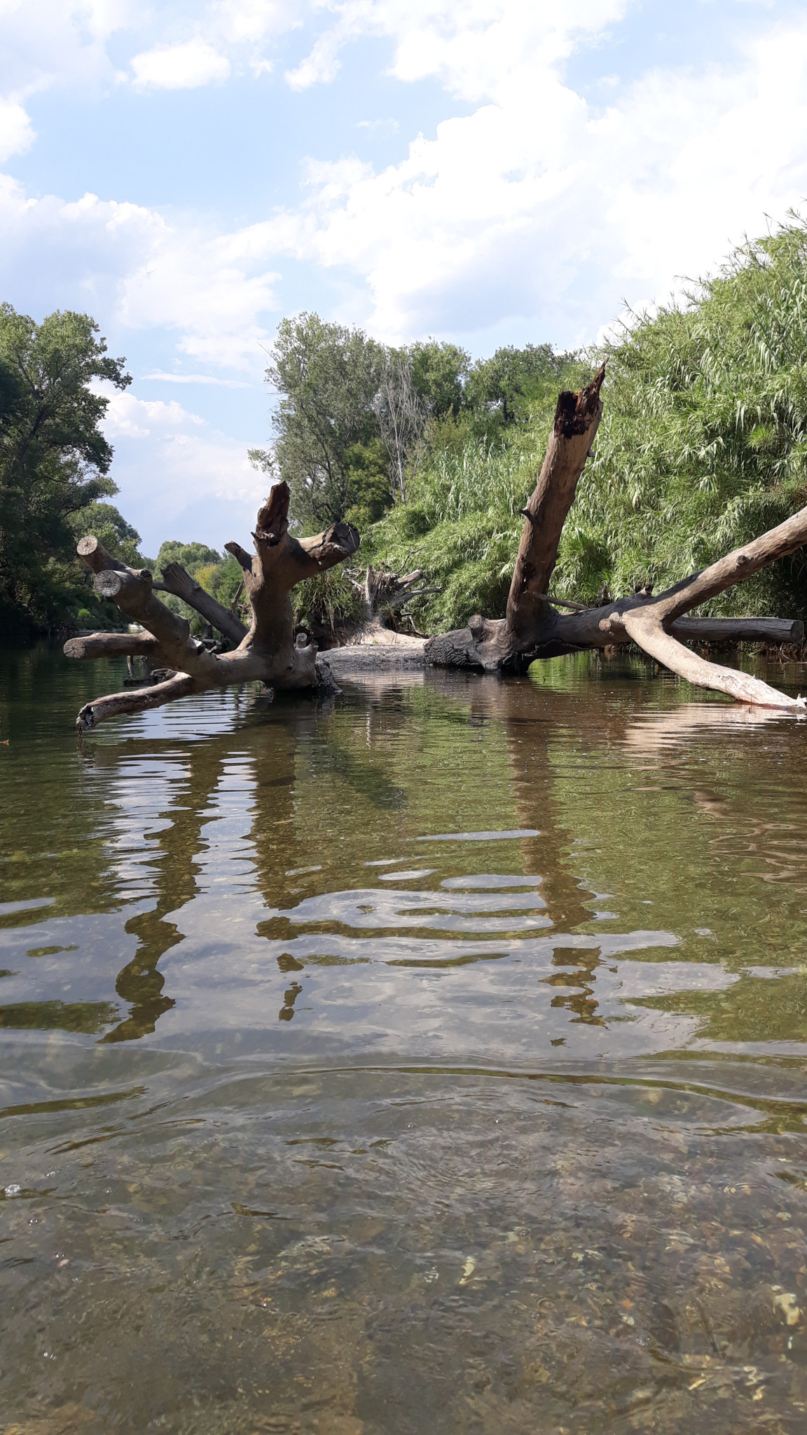 Un spot de rêve au bord de la Cèze près de Goudargues, parfait pour se détendre en famille.