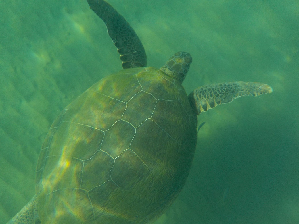 tortues