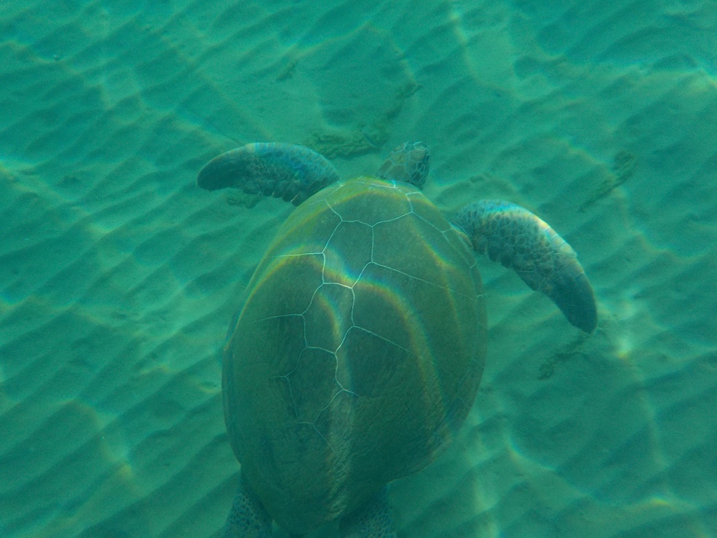 tortues