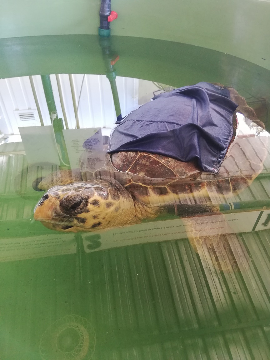 tortues