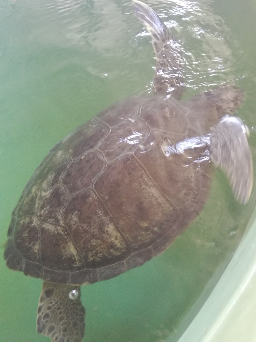 tortues