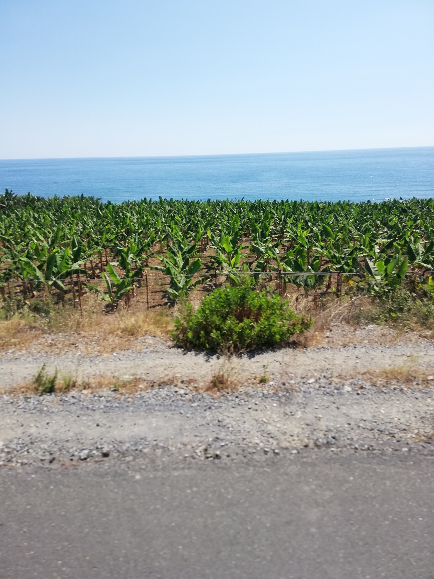 Méditerranée Turquie Bananiers