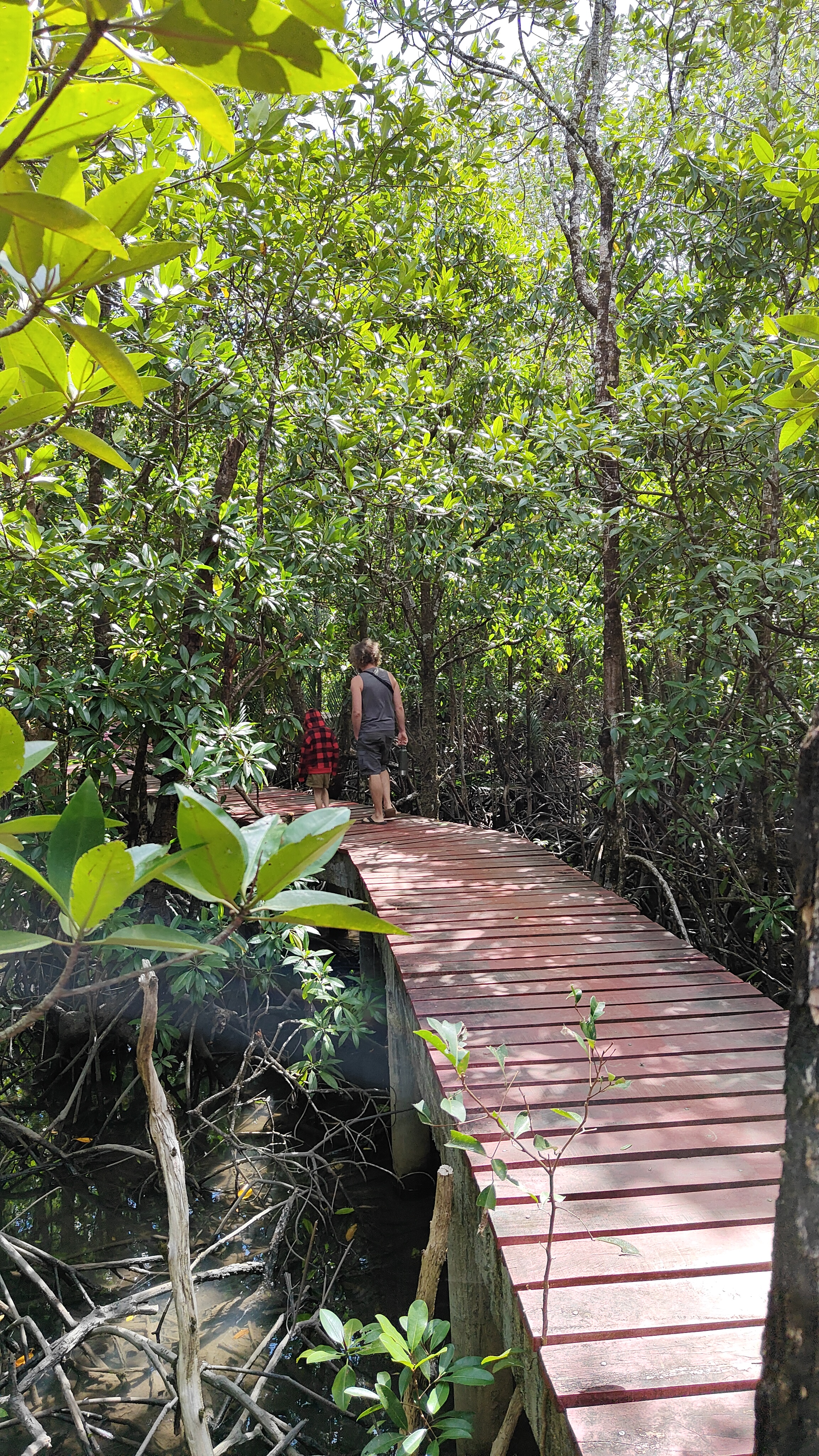 forêt de mangrove Baan Na Nai