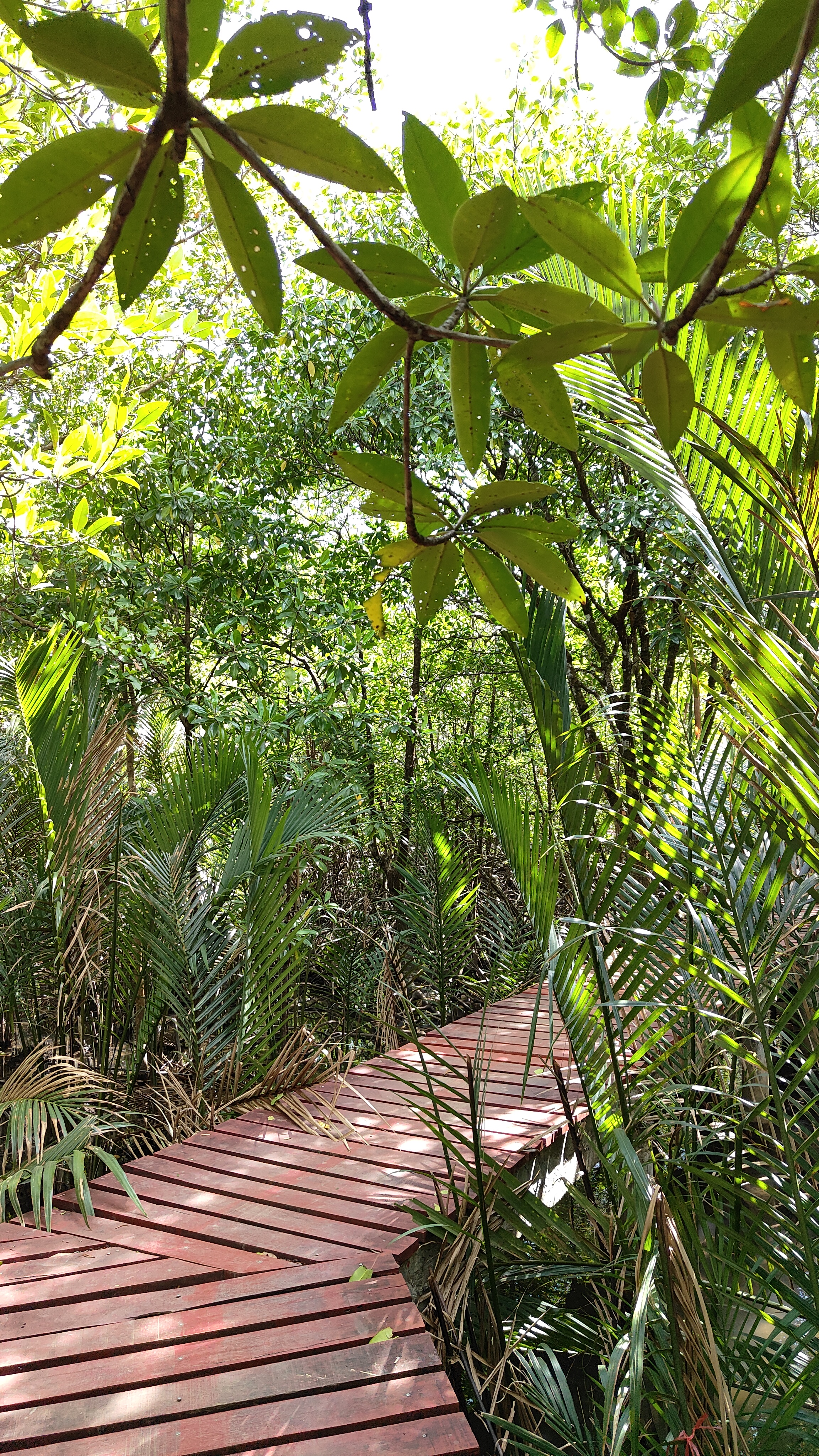 forêt de mangrove Baan Na Nai