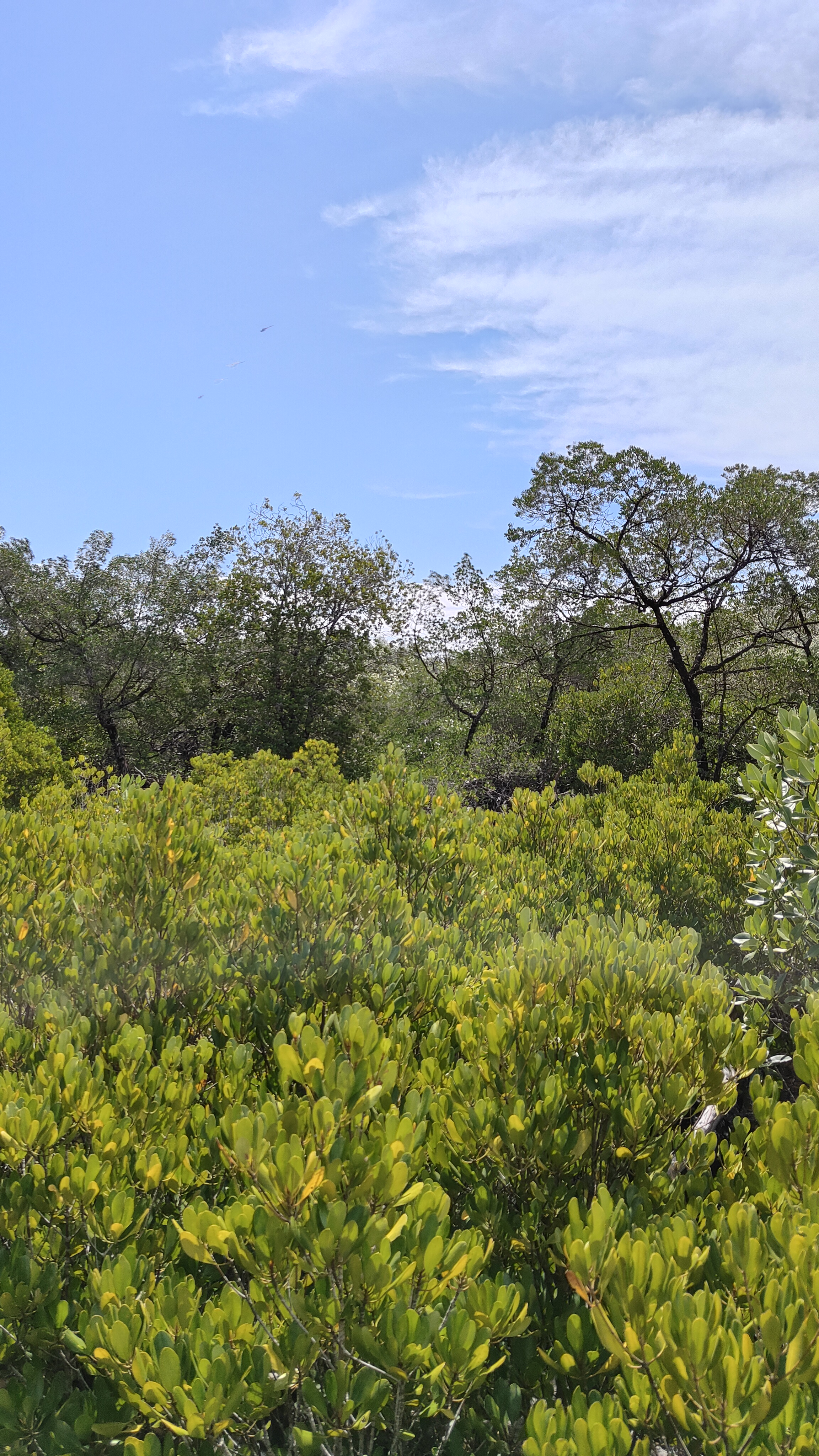 forêt de mangrove Baan Na Nai