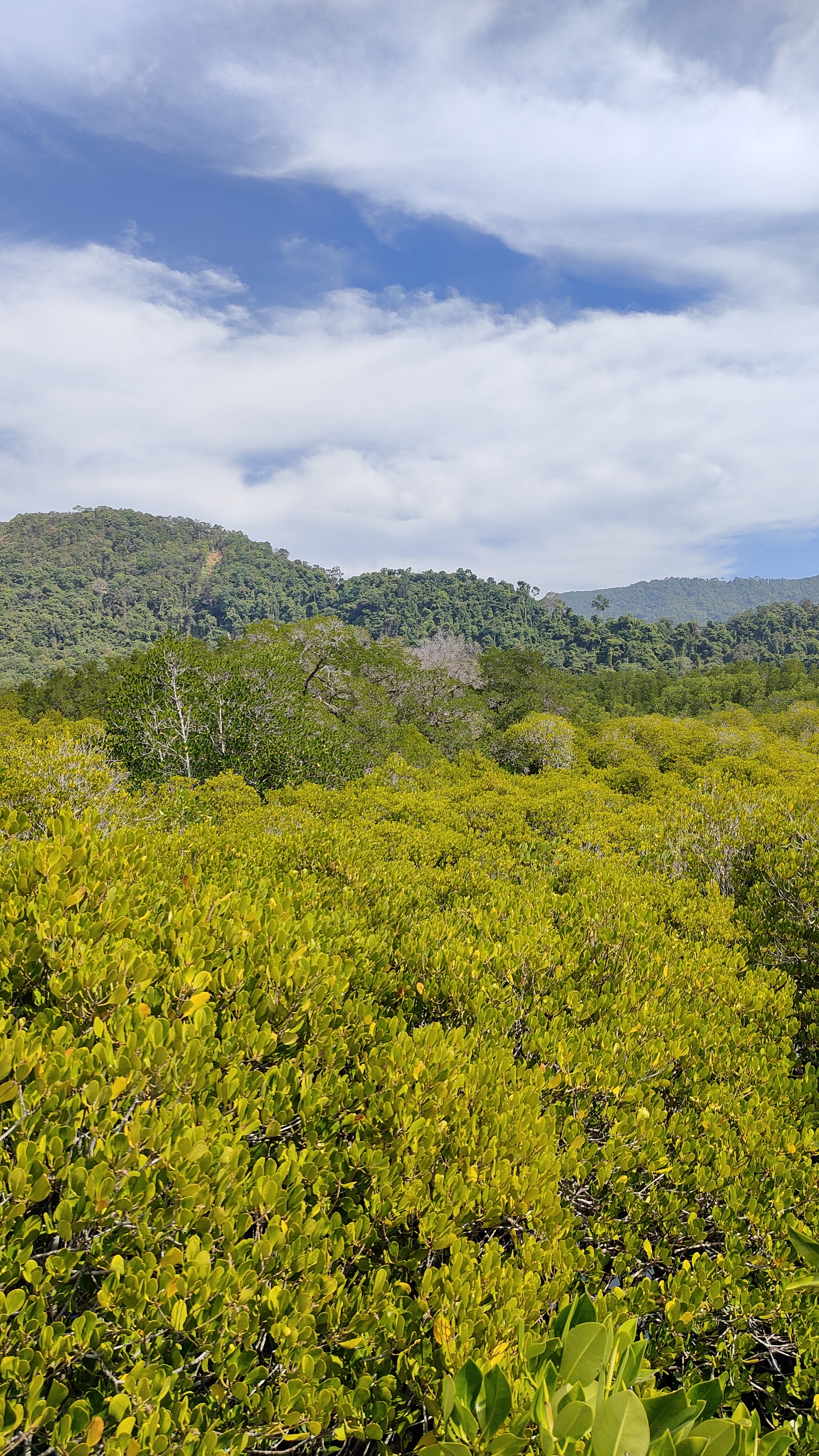 forêt de mangrove Baan Na Nai