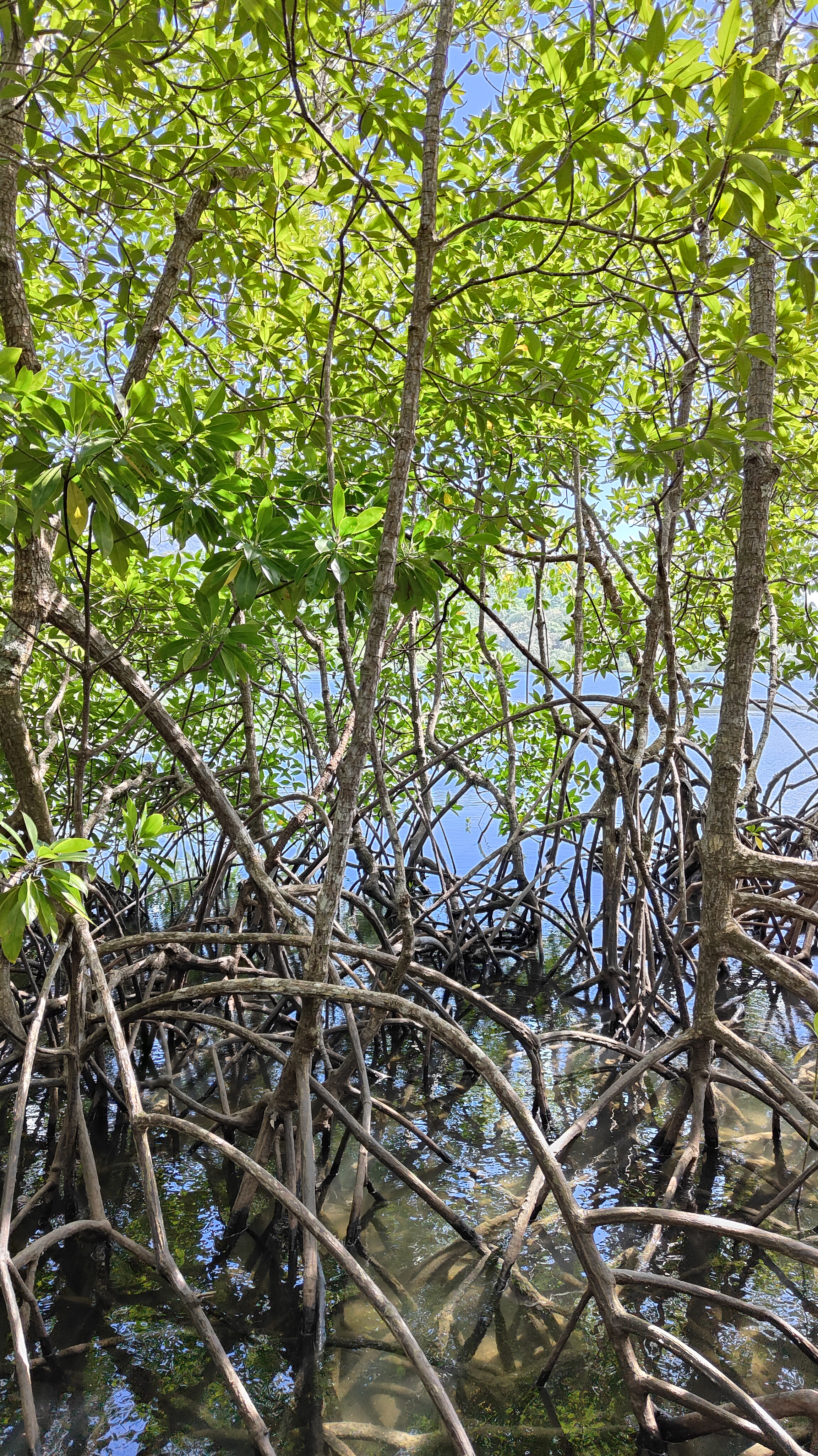 forêt de mangrove Baan Na Nai