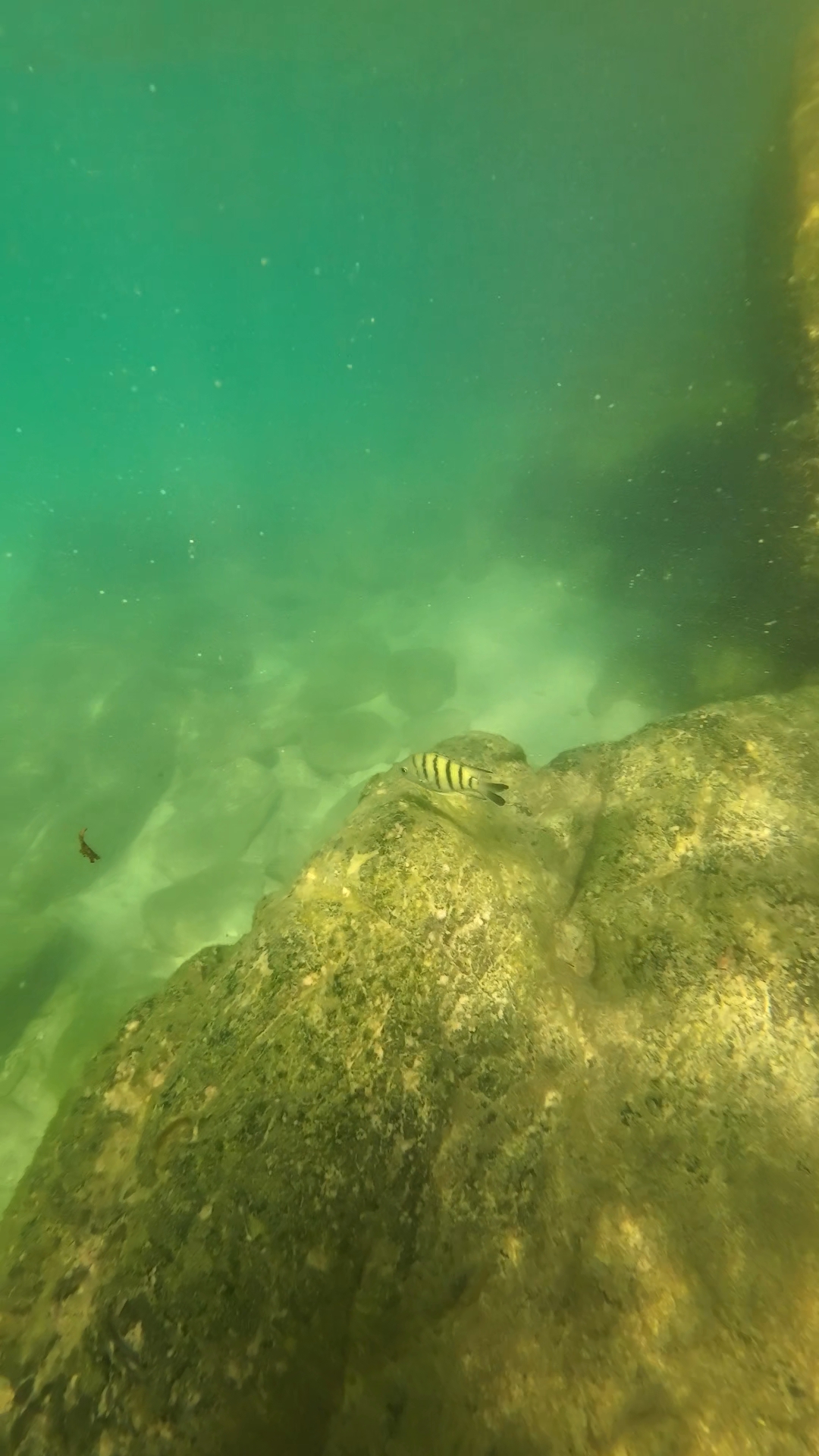 snorkeling