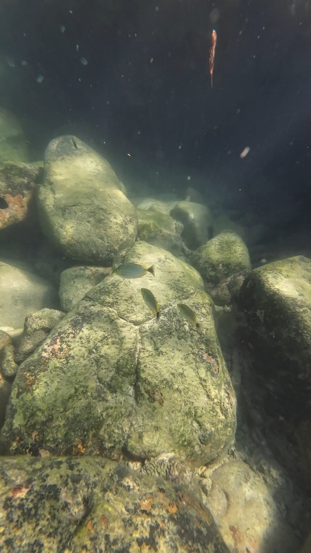 snorkeling