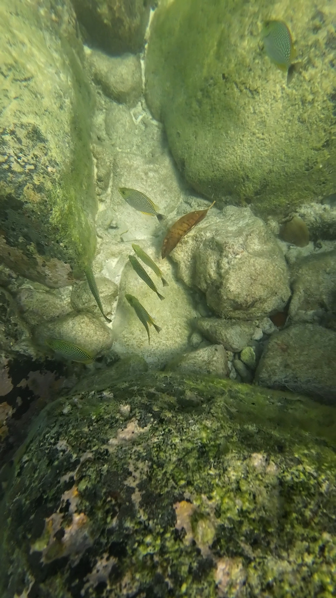 snorkeling