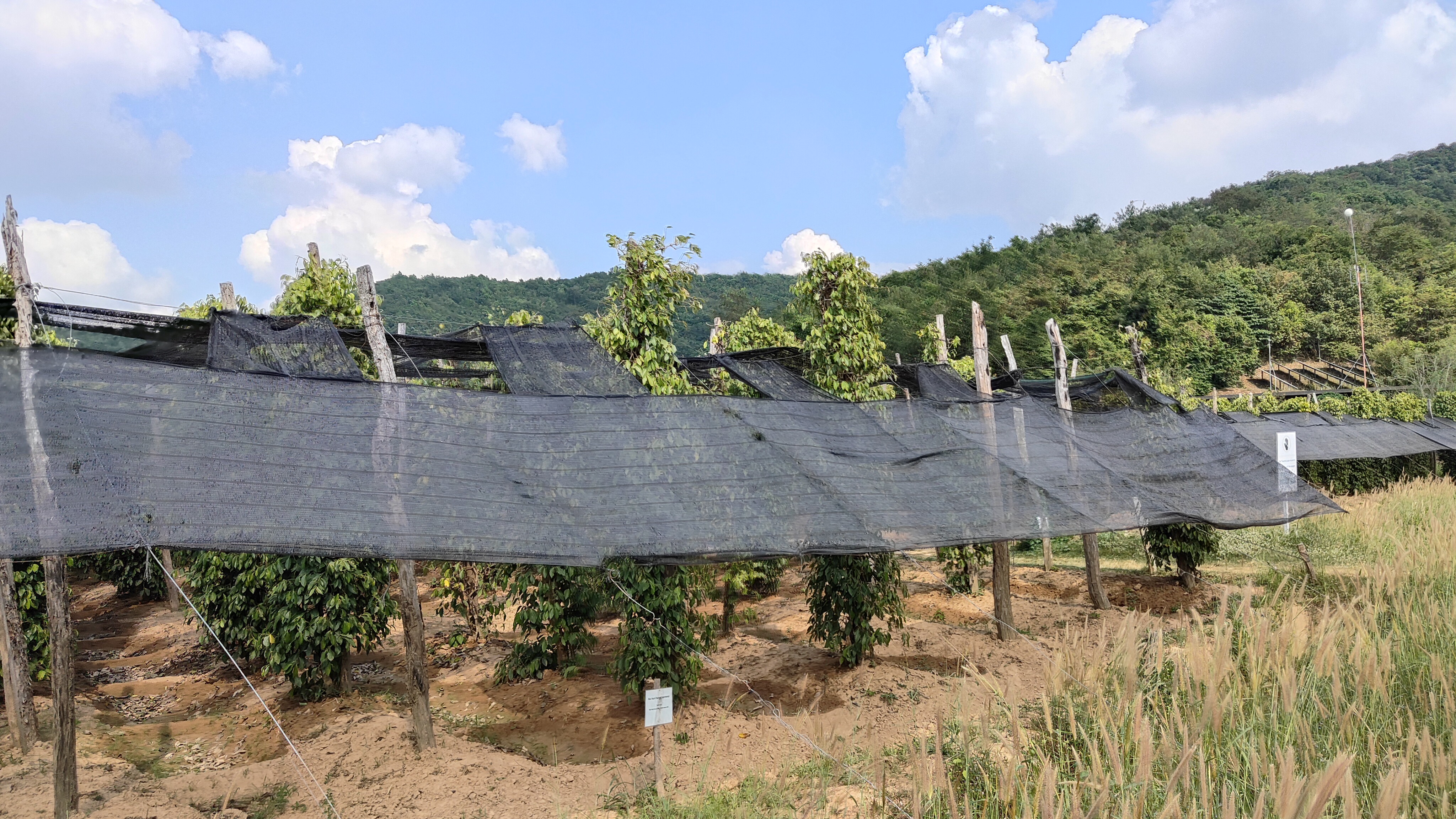la plantation