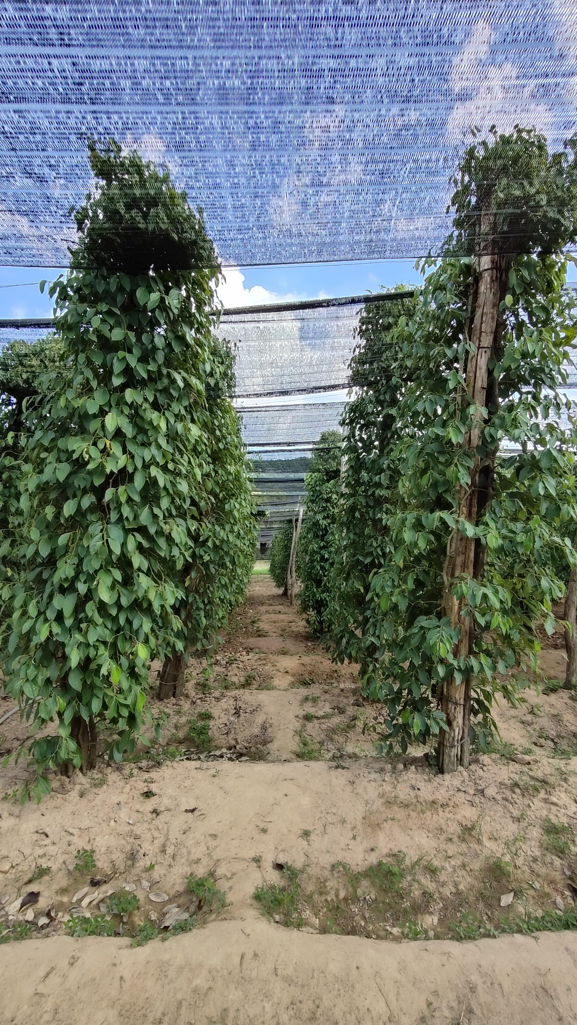 la plantation
