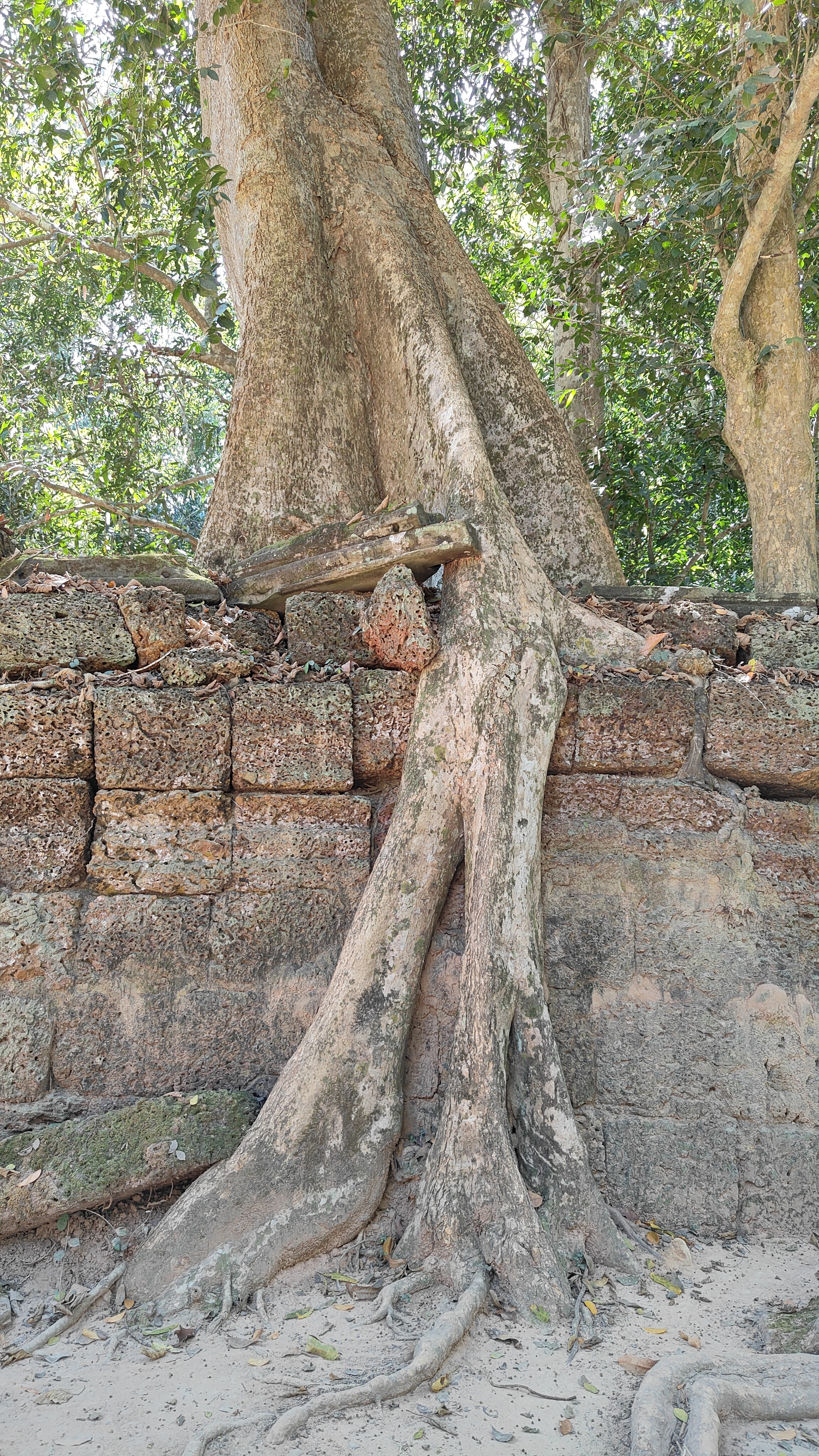 Ta prohm
