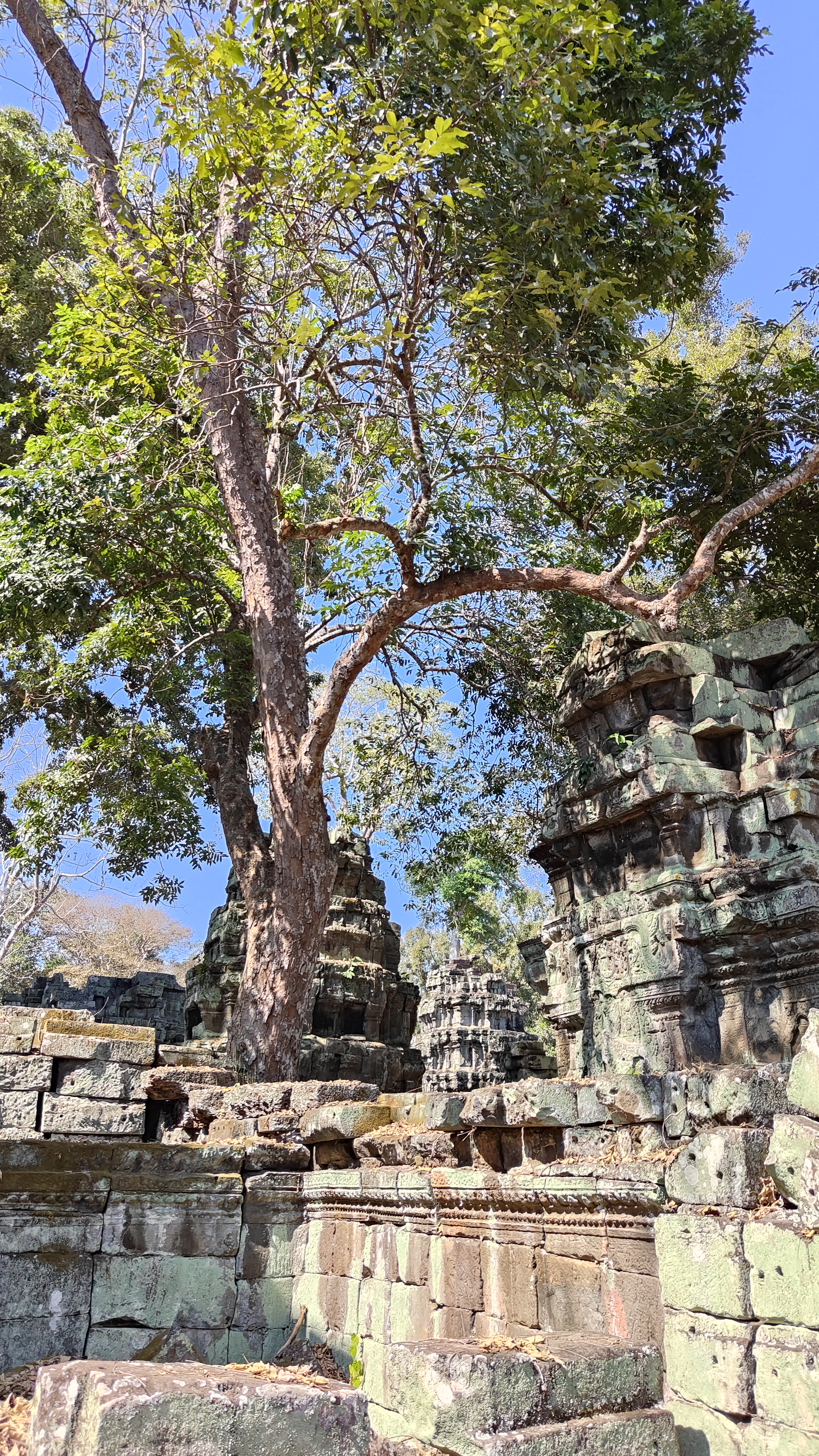 Ta prohm