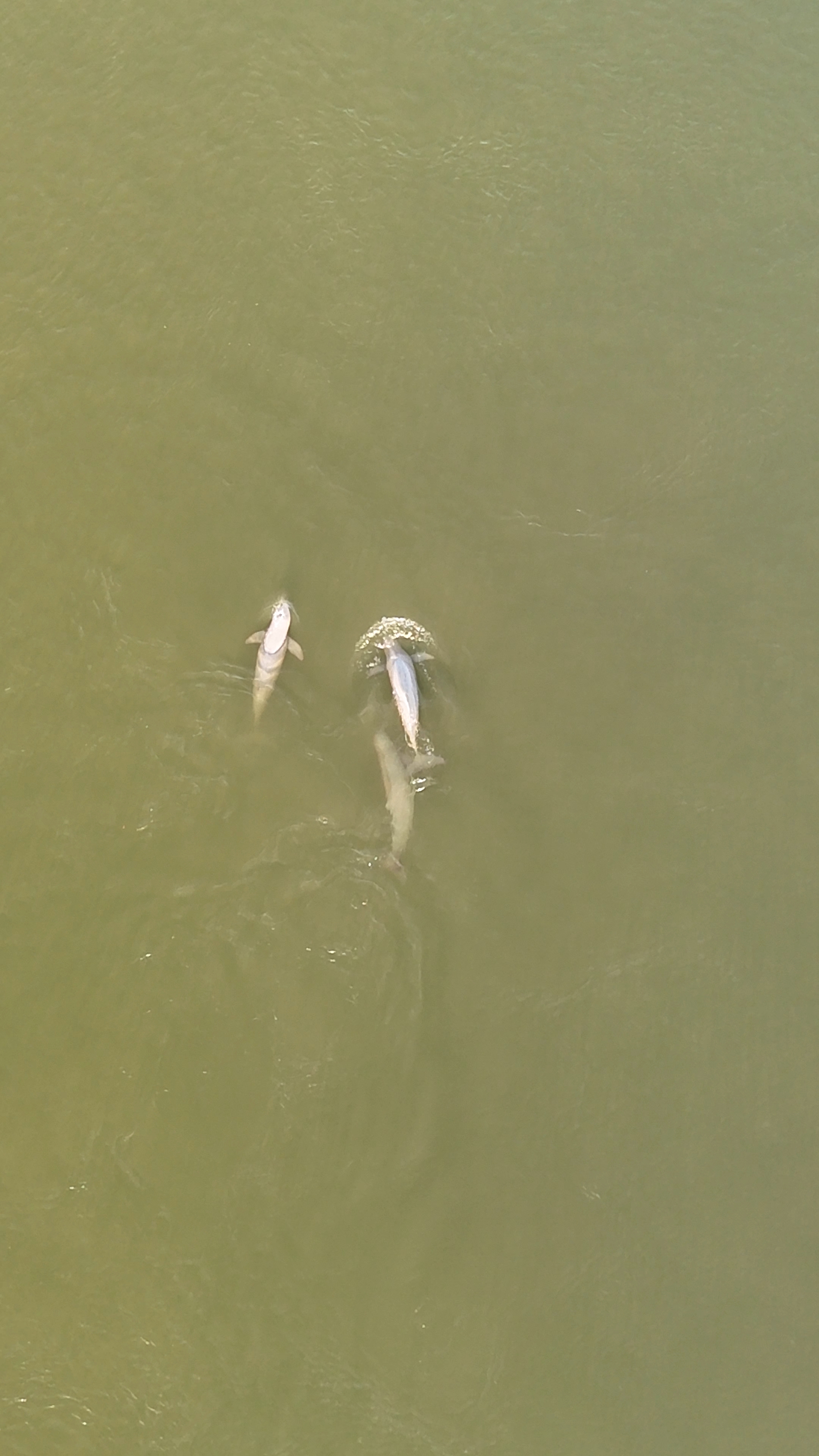 dauphins de l'irrawaddy