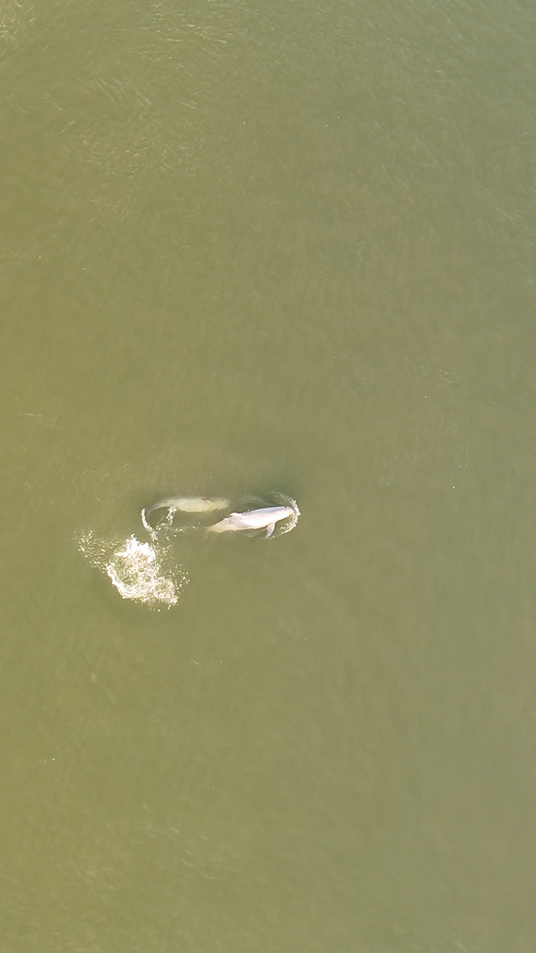 dauphins de l'irrawaddy
