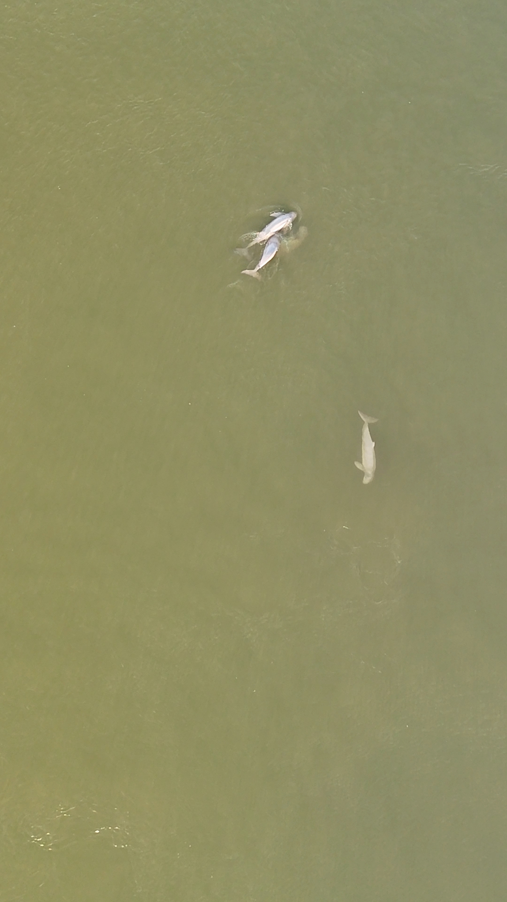 dauphins de l'irrawaddy