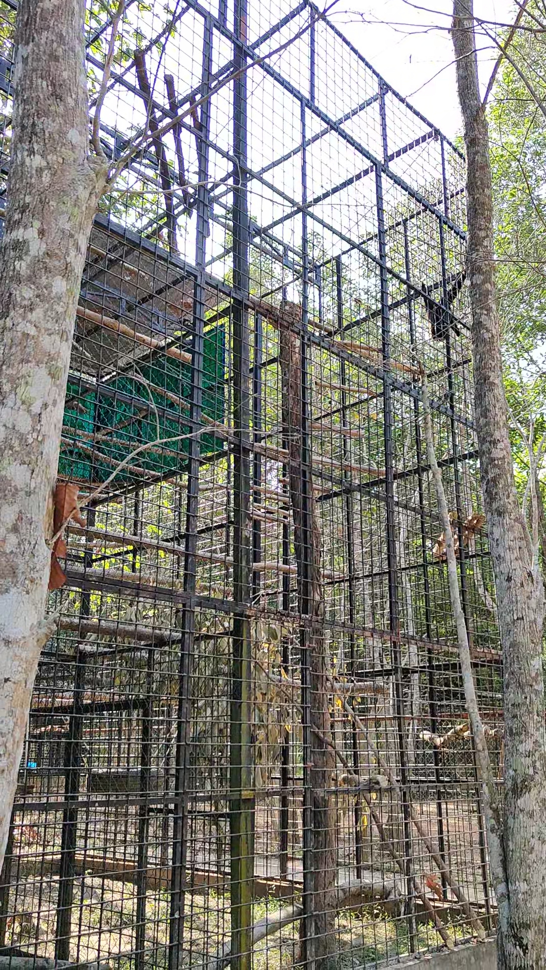 accb gibbons