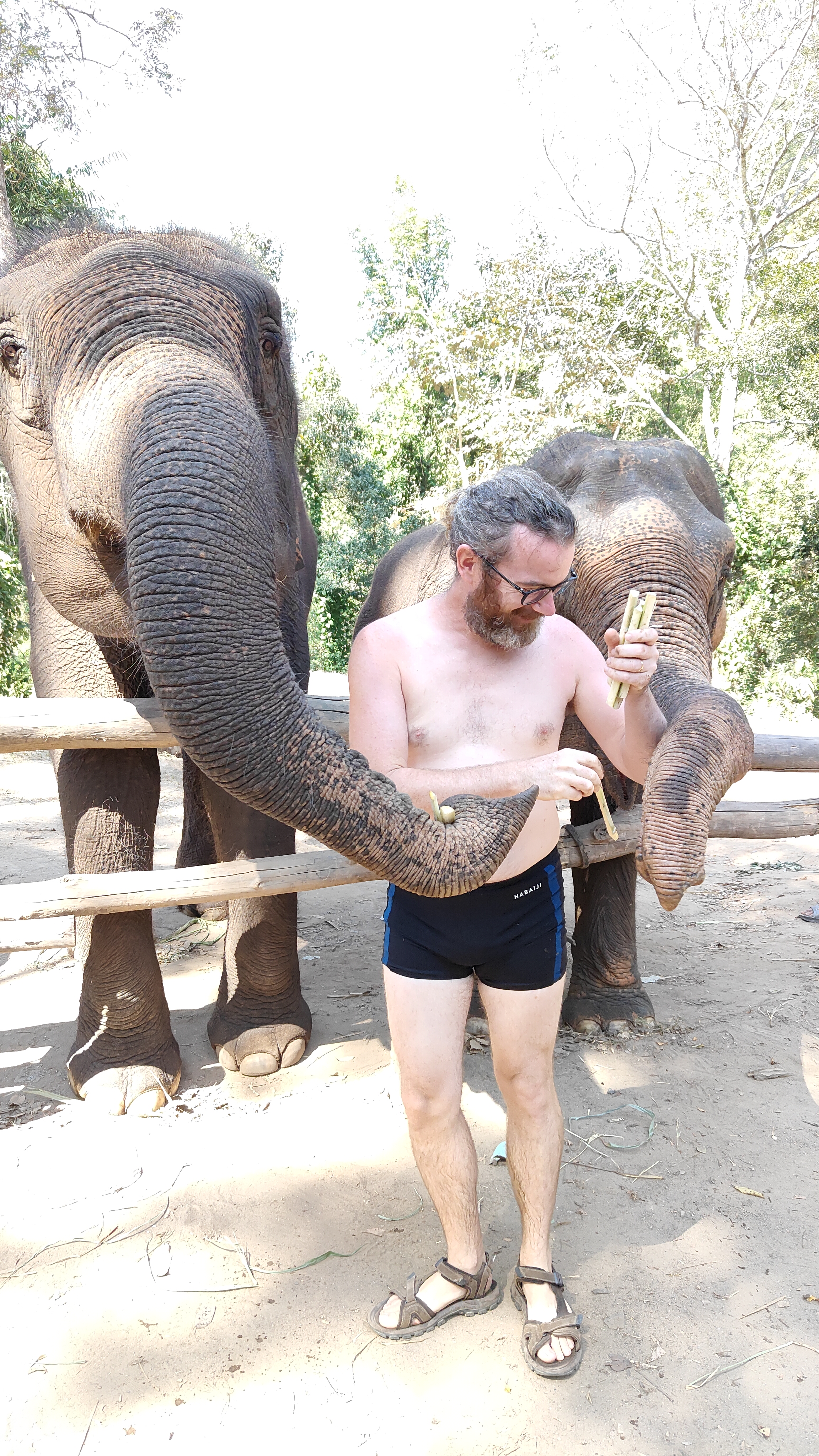 éléphants