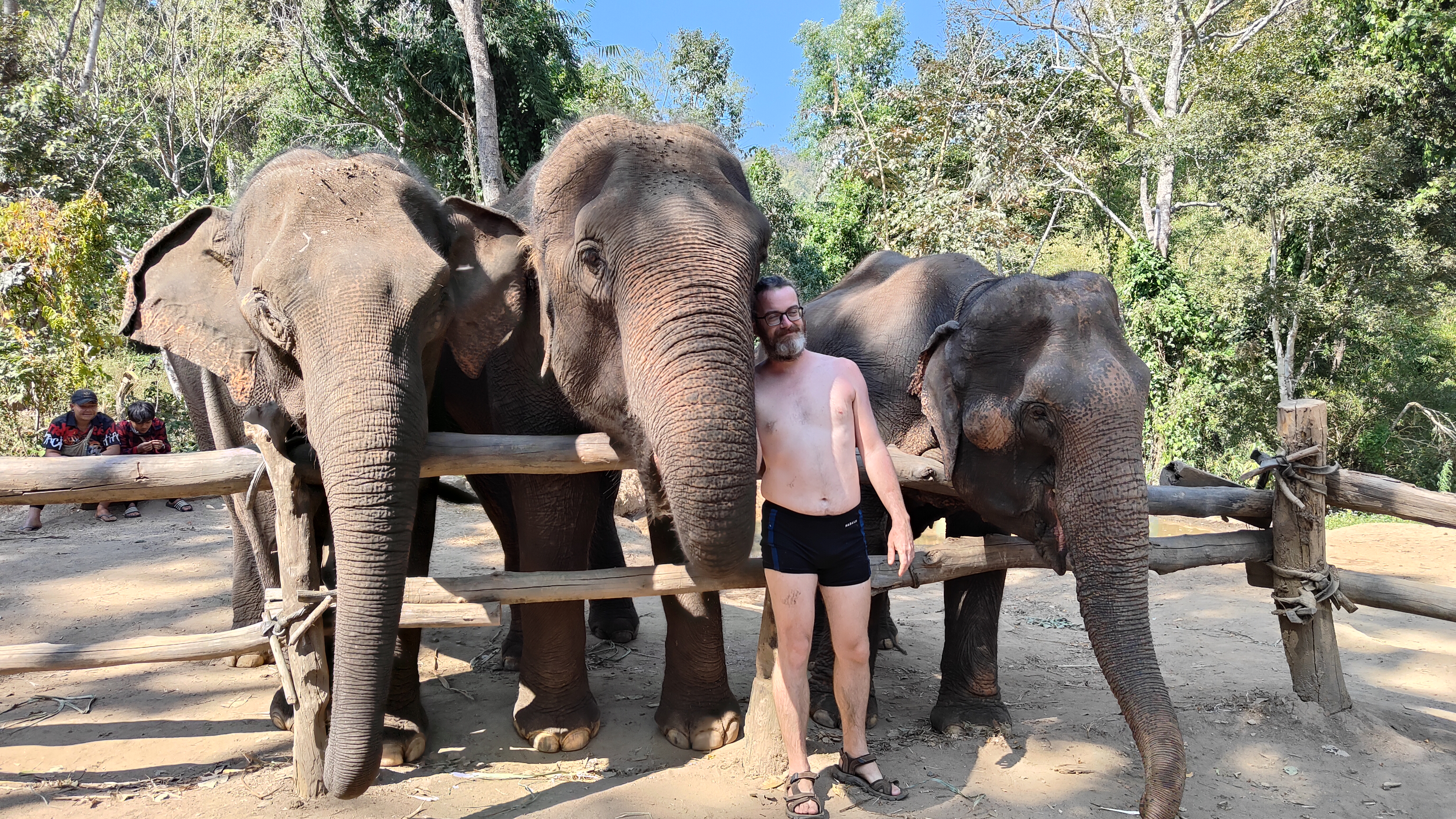 éléphants