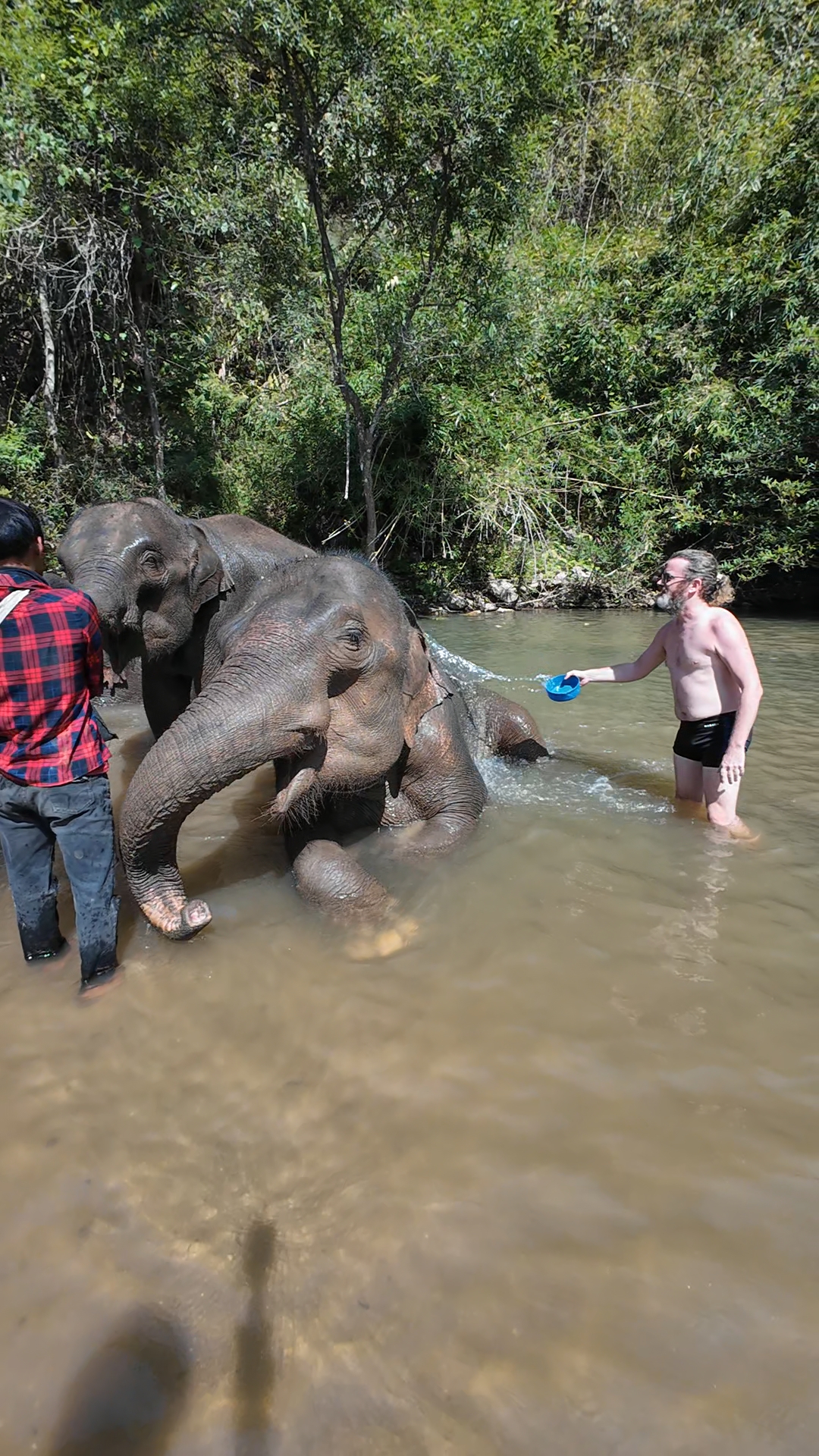 éléphants