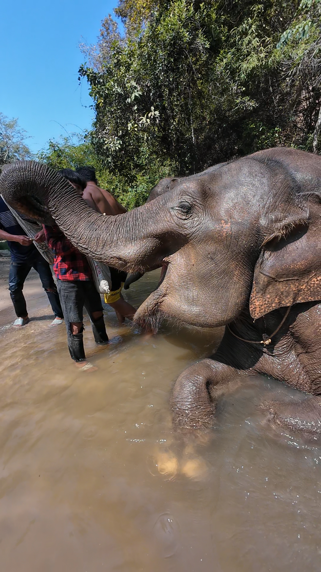 éléphants