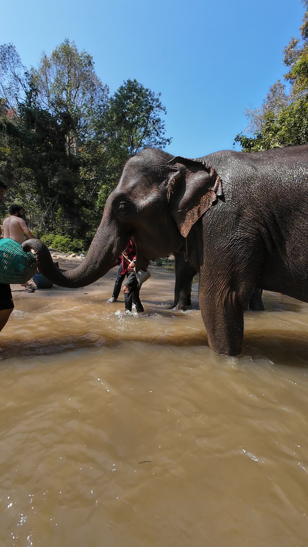 éléphants