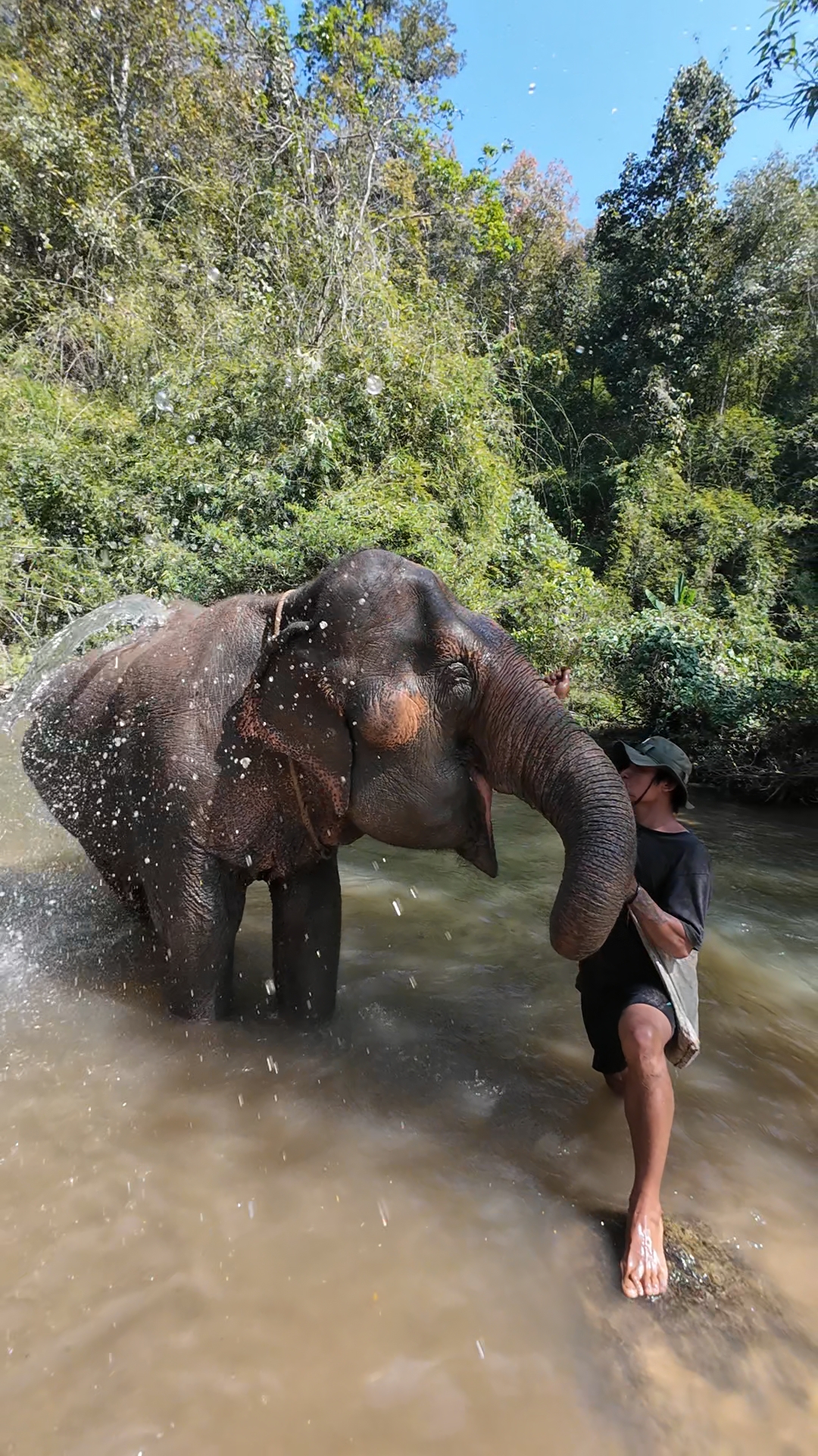 éléphants