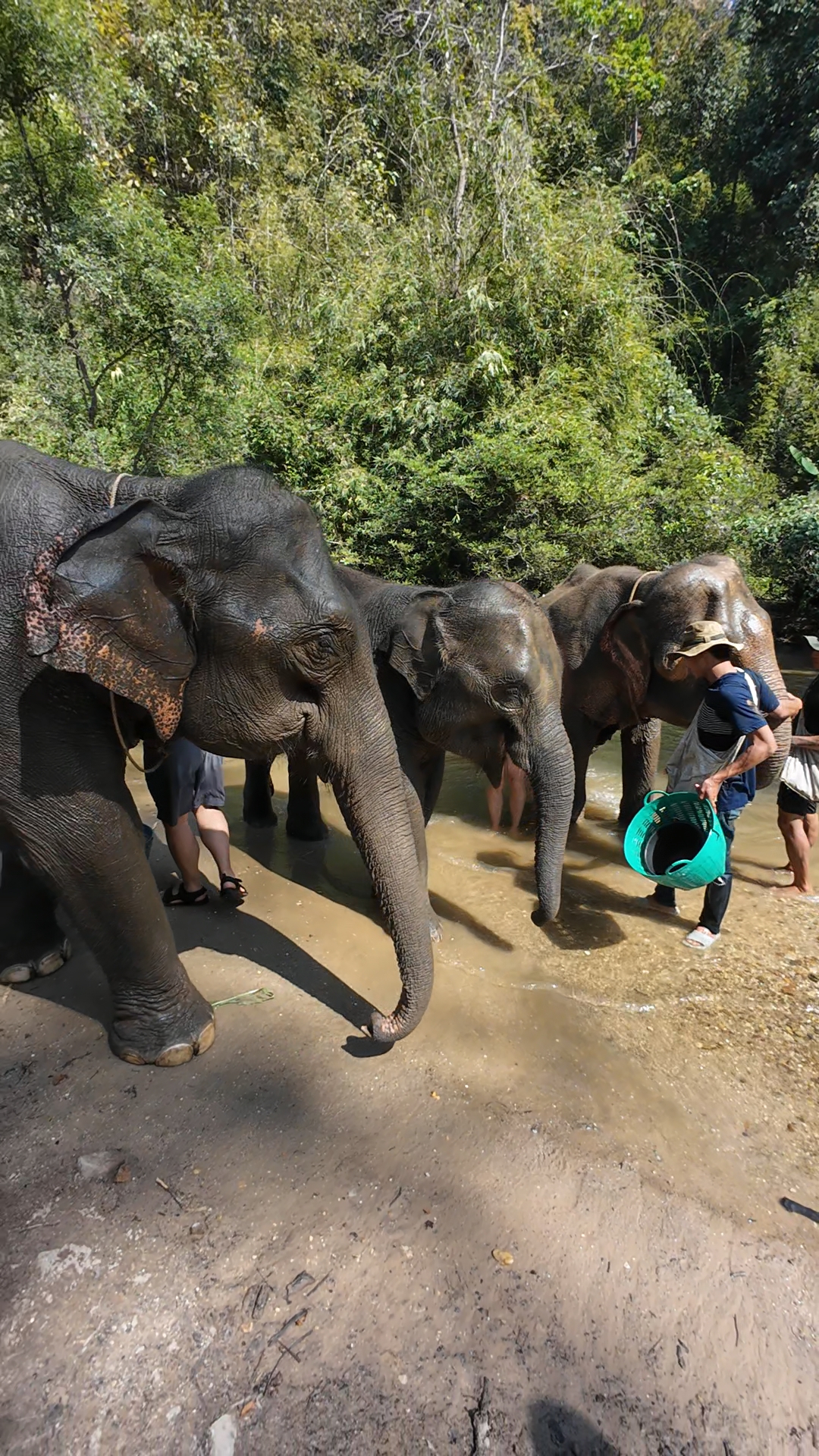 éléphants