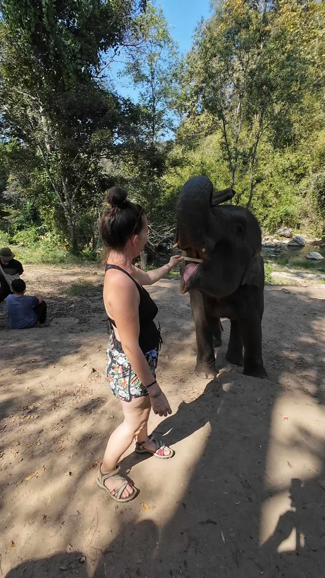 éléphants