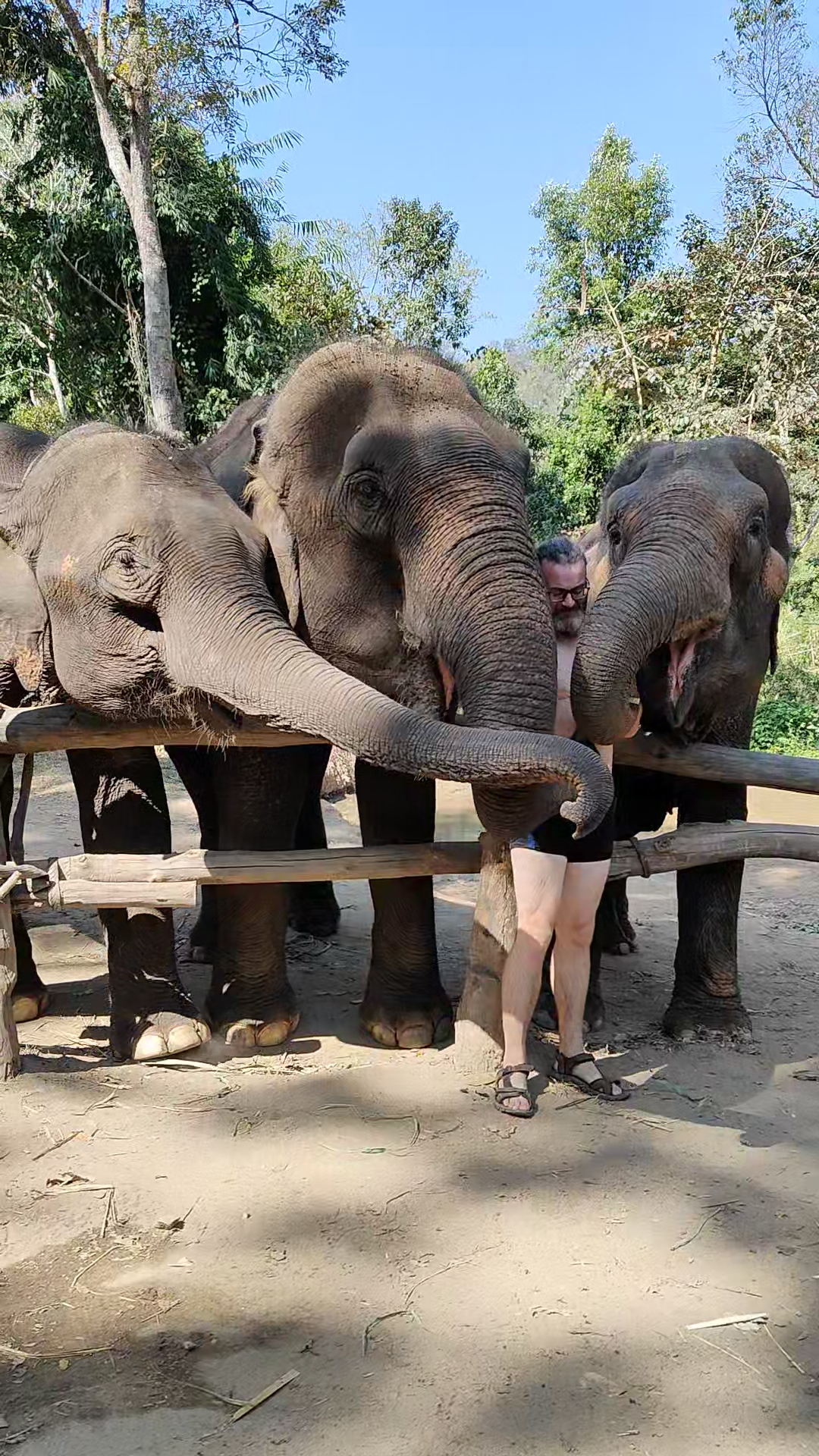 éléphants