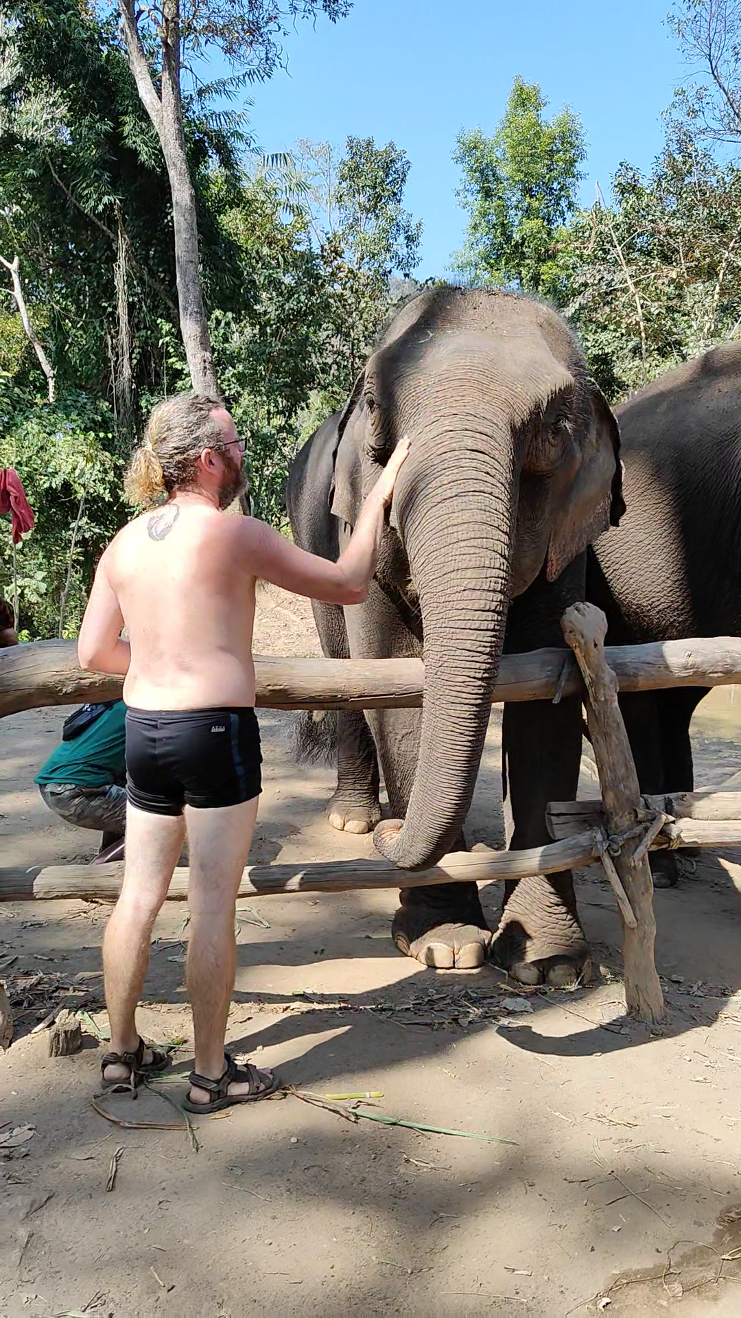 éléphants