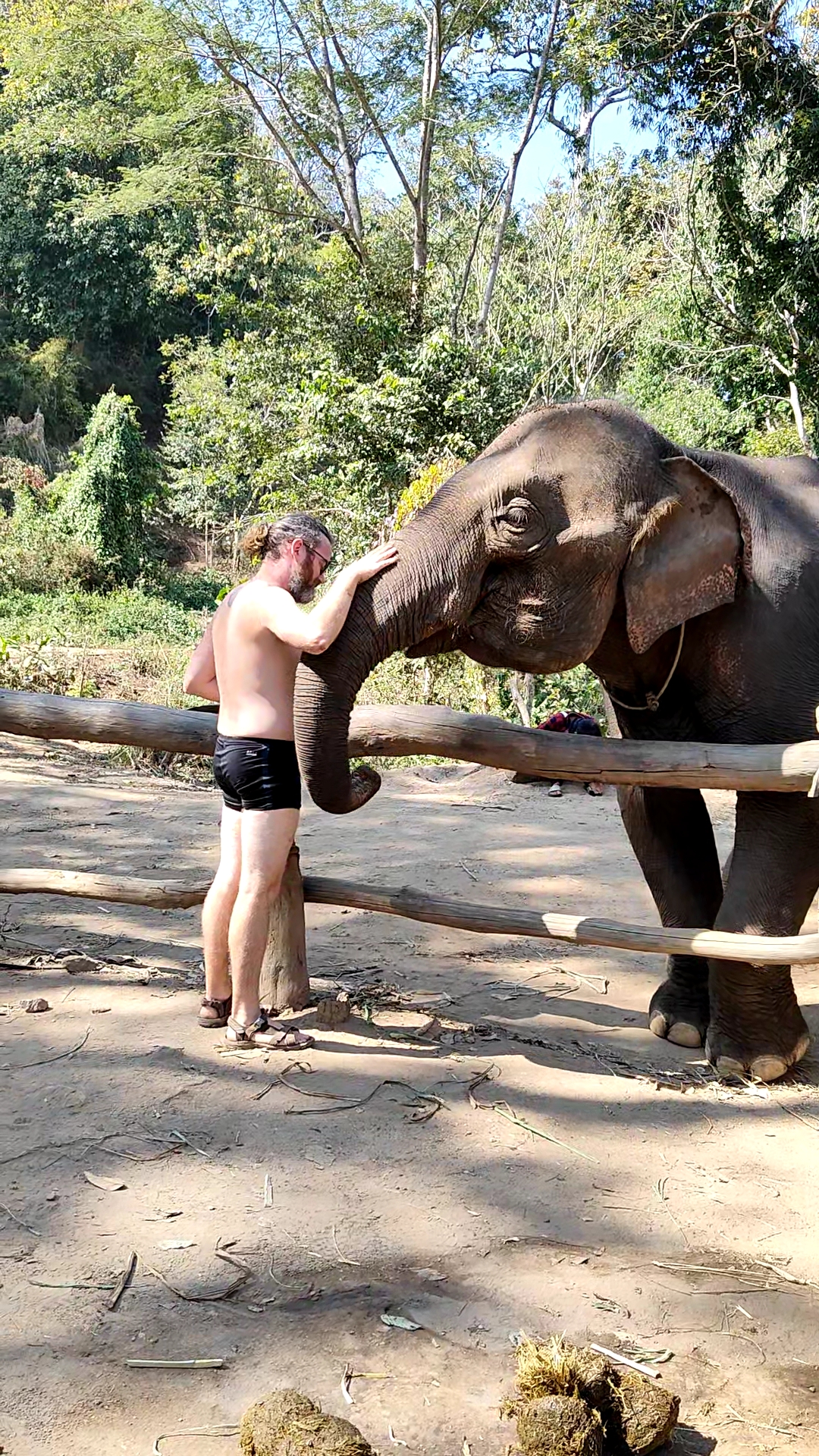 éléphants