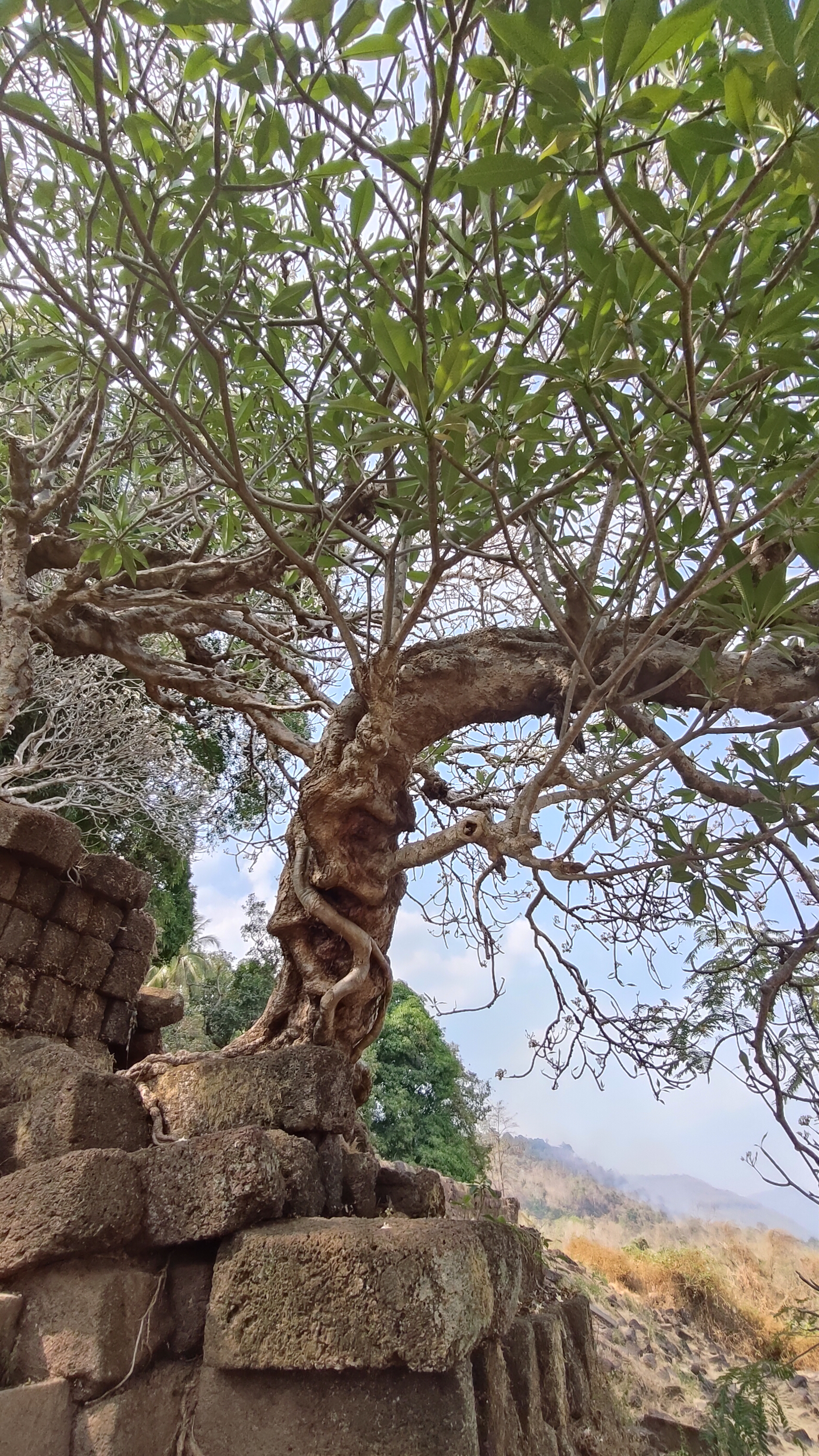 Vat Phou