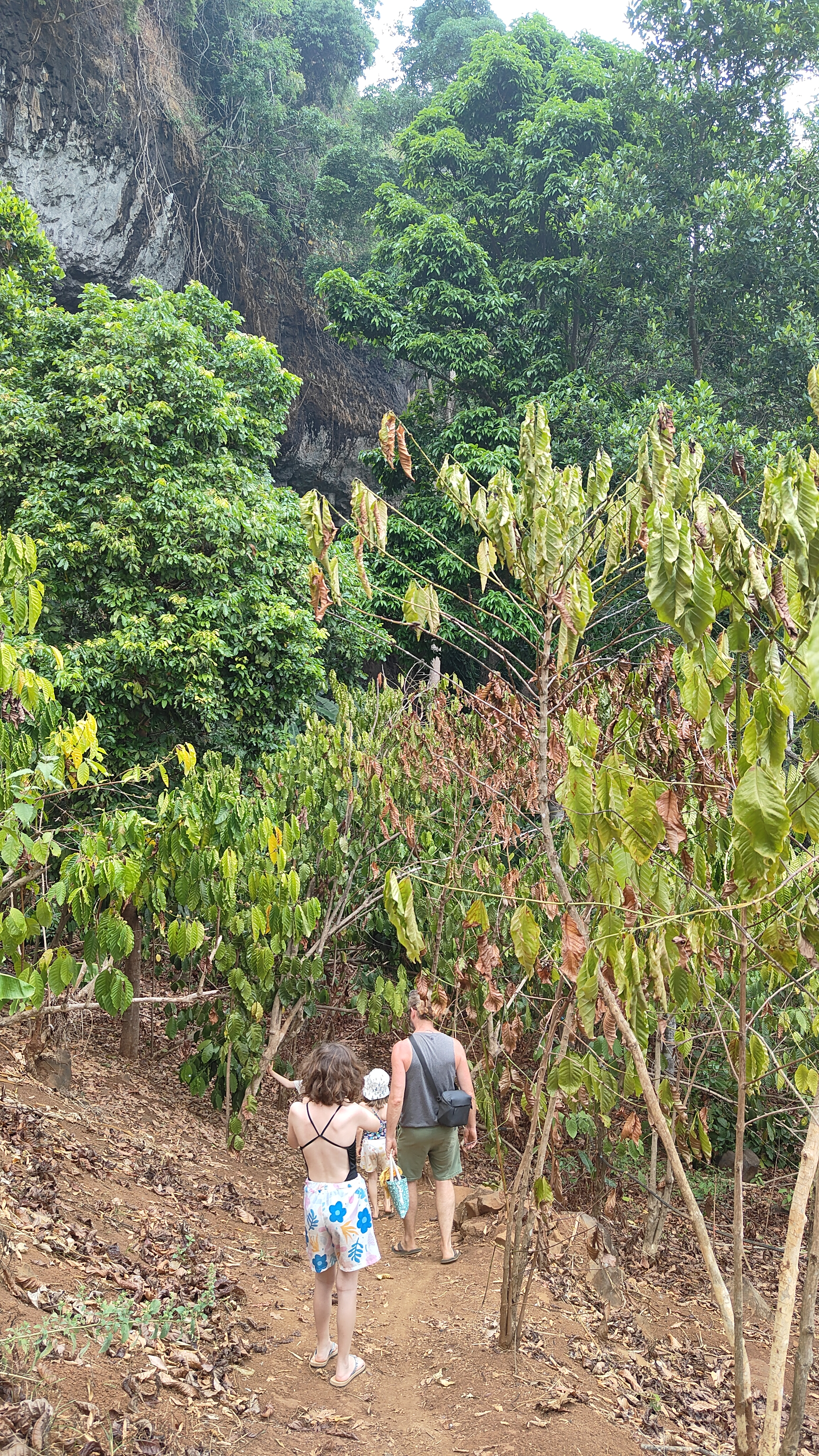 Plateau des Bolavens - Tad Jarou Halang